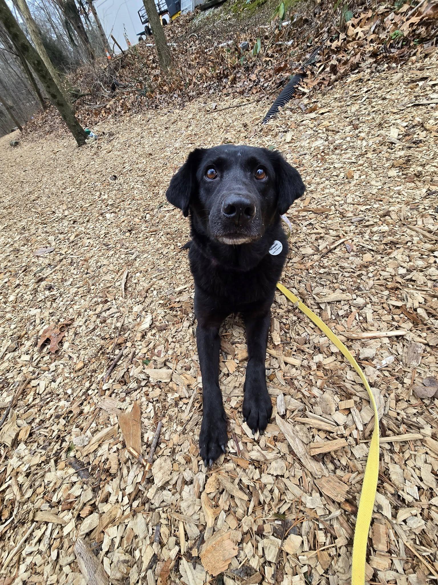 Enlarge Kiki, an adoptable mixed breed in Severn, MD image 6/6