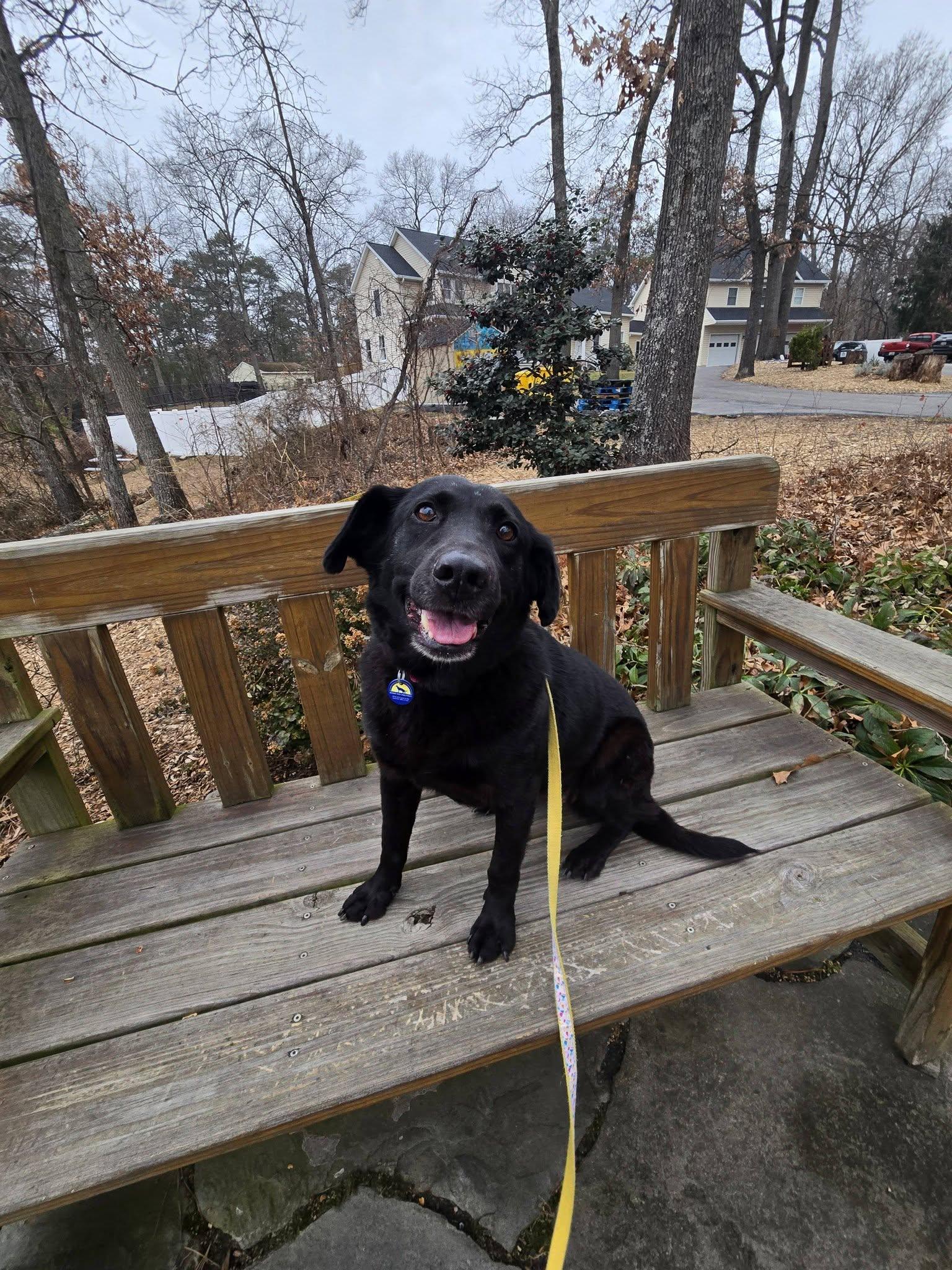 Enlarge Kiki, an adoptable mixed breed in Severn, MD image 5/6