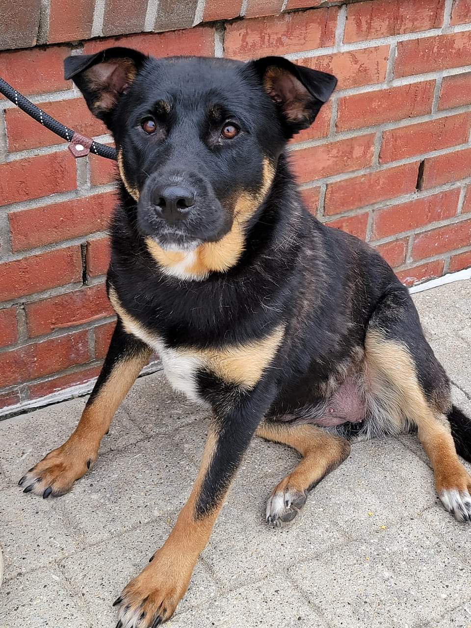 Layla, a Adoptable mixed breed in Sioux City, IA image 4/4