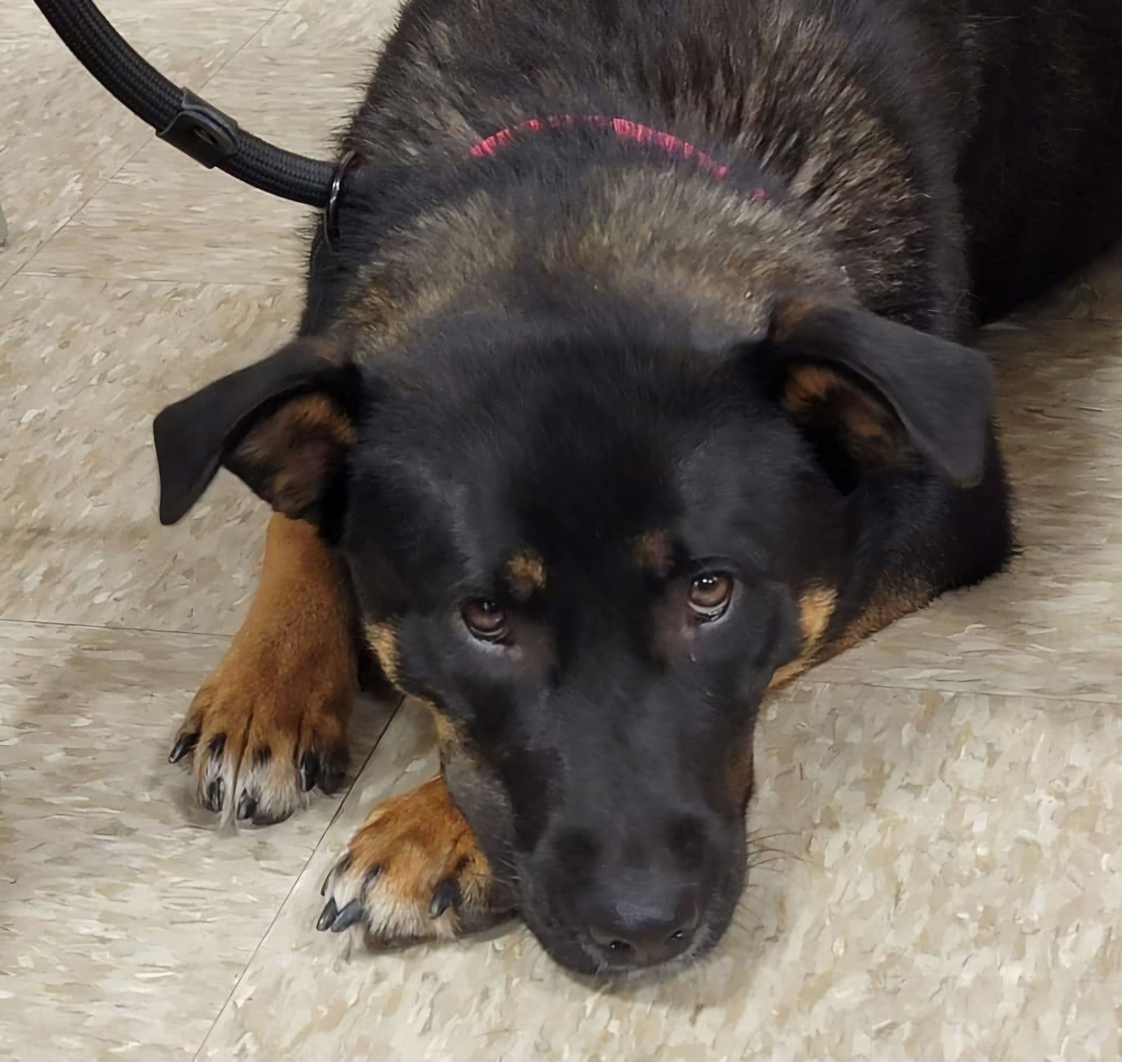 Layla, a Adoptable mixed breed in Sioux City, IA image 2/4