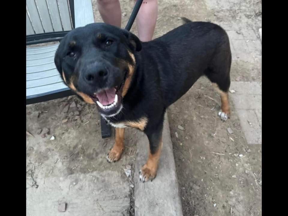 Layla, a Adoptable mixed breed in Sioux City, IA image 3/4