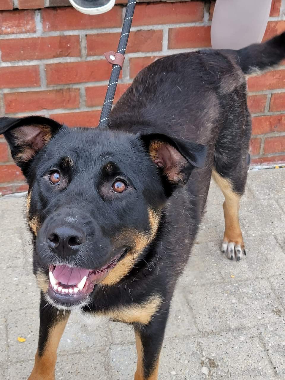 Layla, a Adoptable mixed breed in Sioux City, IA image 1/4