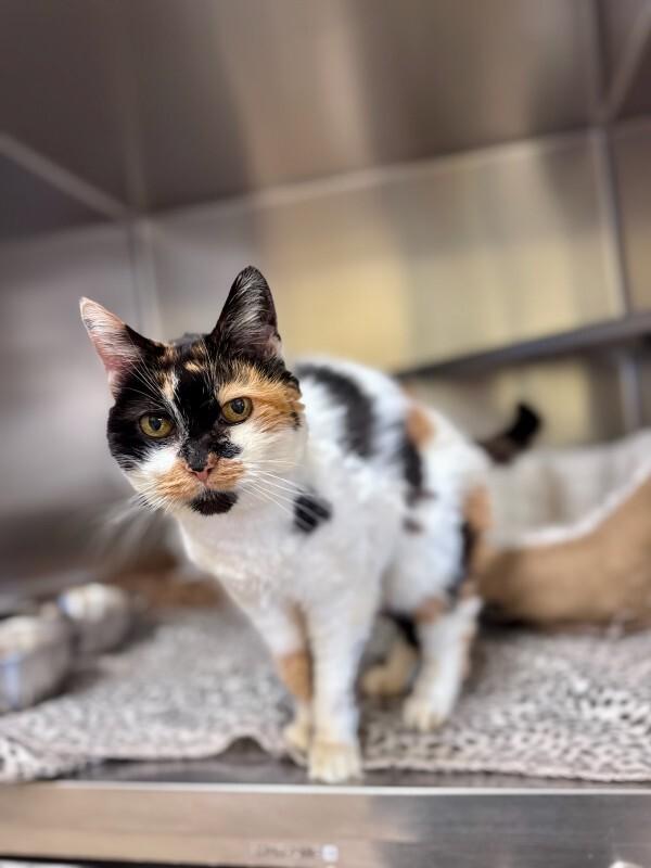 Frannie, Adoptable, Adult Female Domestic Short Hair.