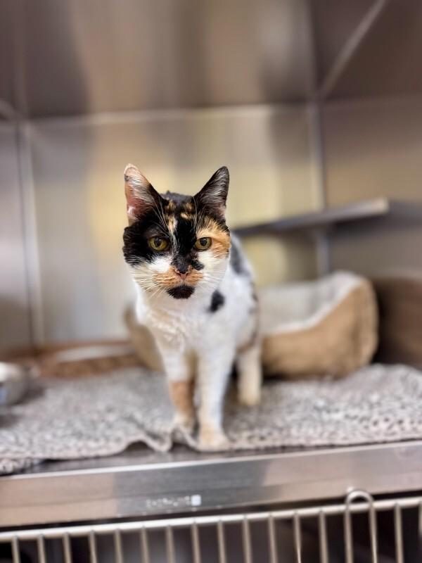 Enlarge Frannie, a Adoptable Domestic Short Hair in Wooster, OH image 3/3