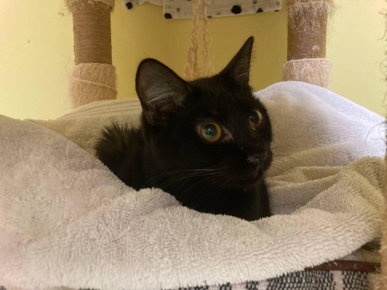 Enlarge Ricotta, an adopted Domestic Short Hair in Cincinnati, OH image 2/3