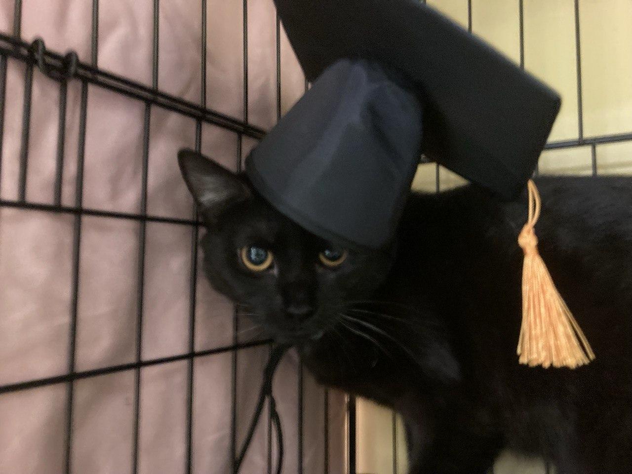 Ricotta, adopted, Young Female Domestic Short Hair.