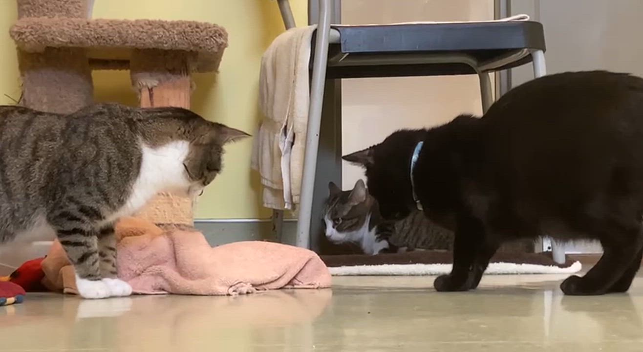 Enlarge Ricotta, an adopted Domestic Short Hair in Cincinnati, OH video 3/3