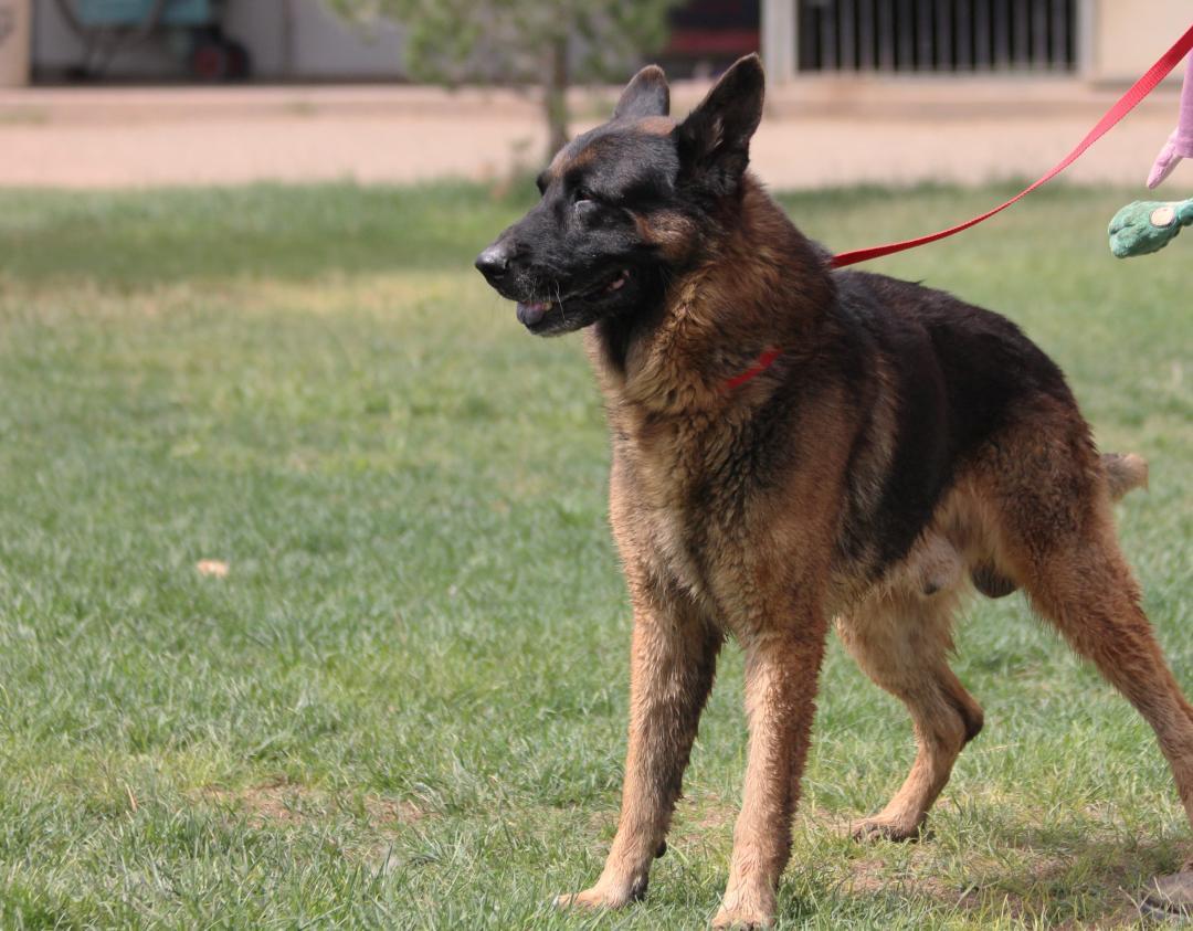 Enlarge MAX, an adopted German Shepherd Dog in Pearce, AZ image 2/6