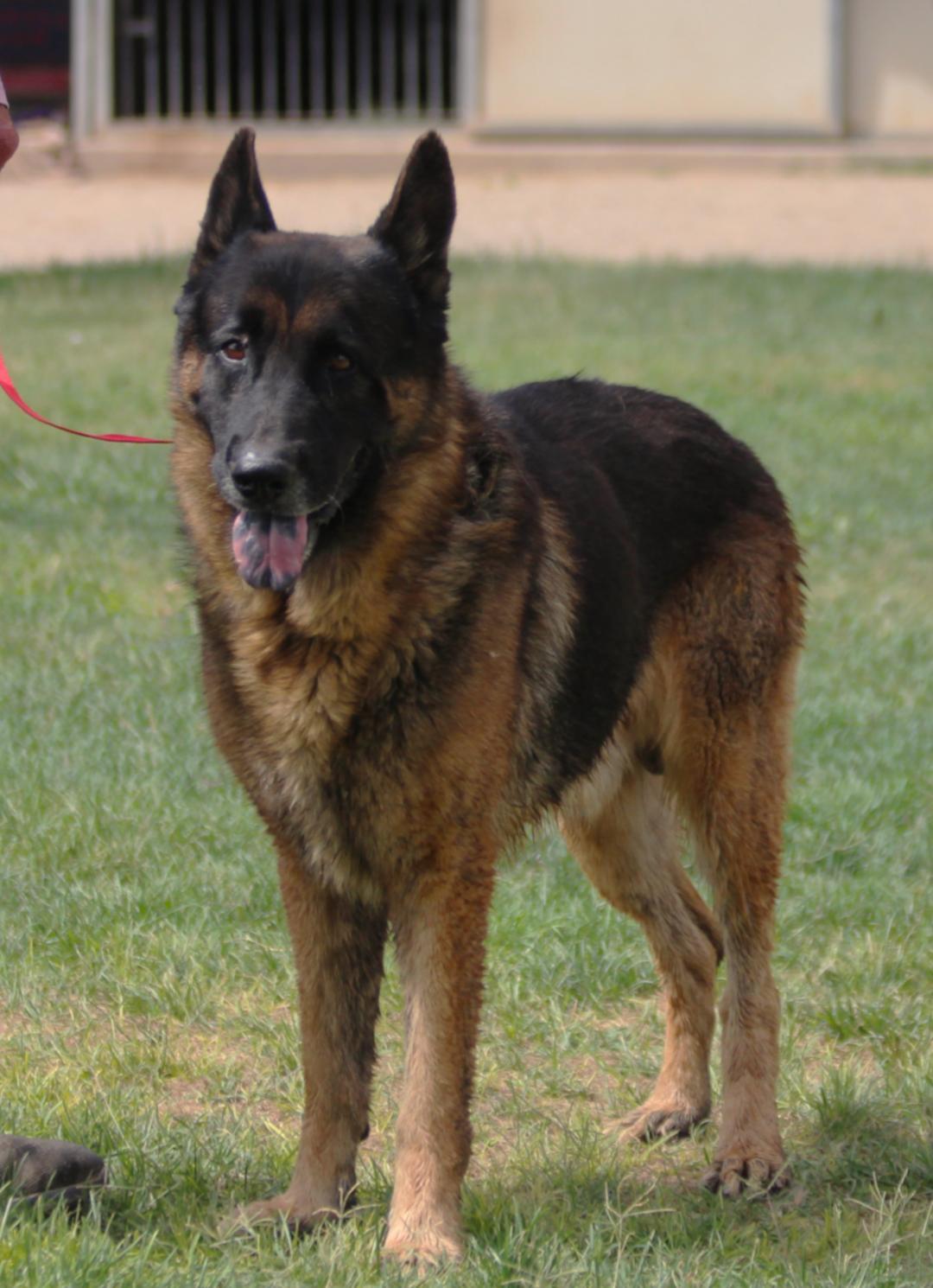 Enlarge MAX, an adopted German Shepherd Dog in Pearce, AZ image 4/6