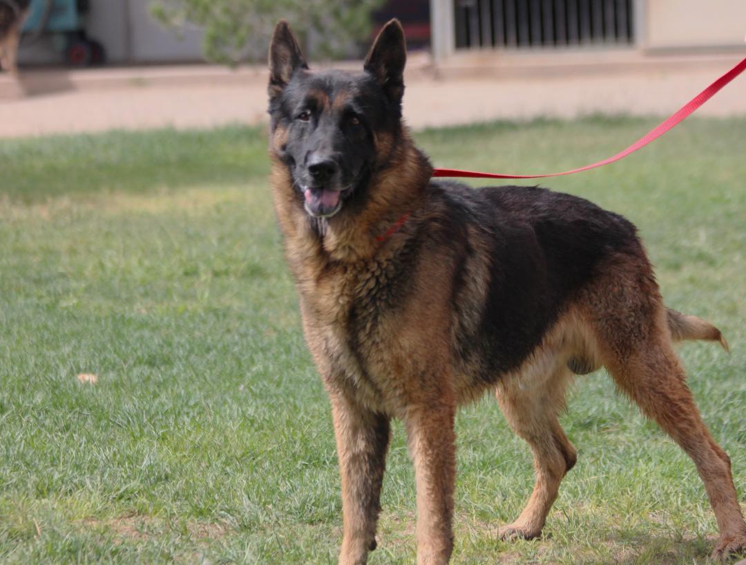 Enlarge MAX, an adopted German Shepherd Dog in Pearce, AZ image 5/6
