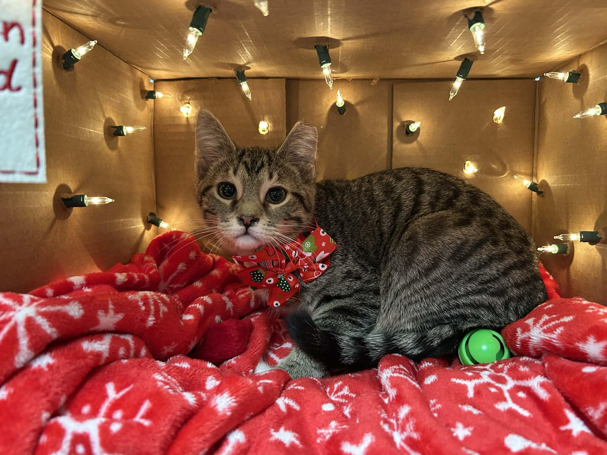 Enlarge Thyme - playful and sweet, a Adoptable Domestic Short Hair in Hales Corners, WI image 5/5