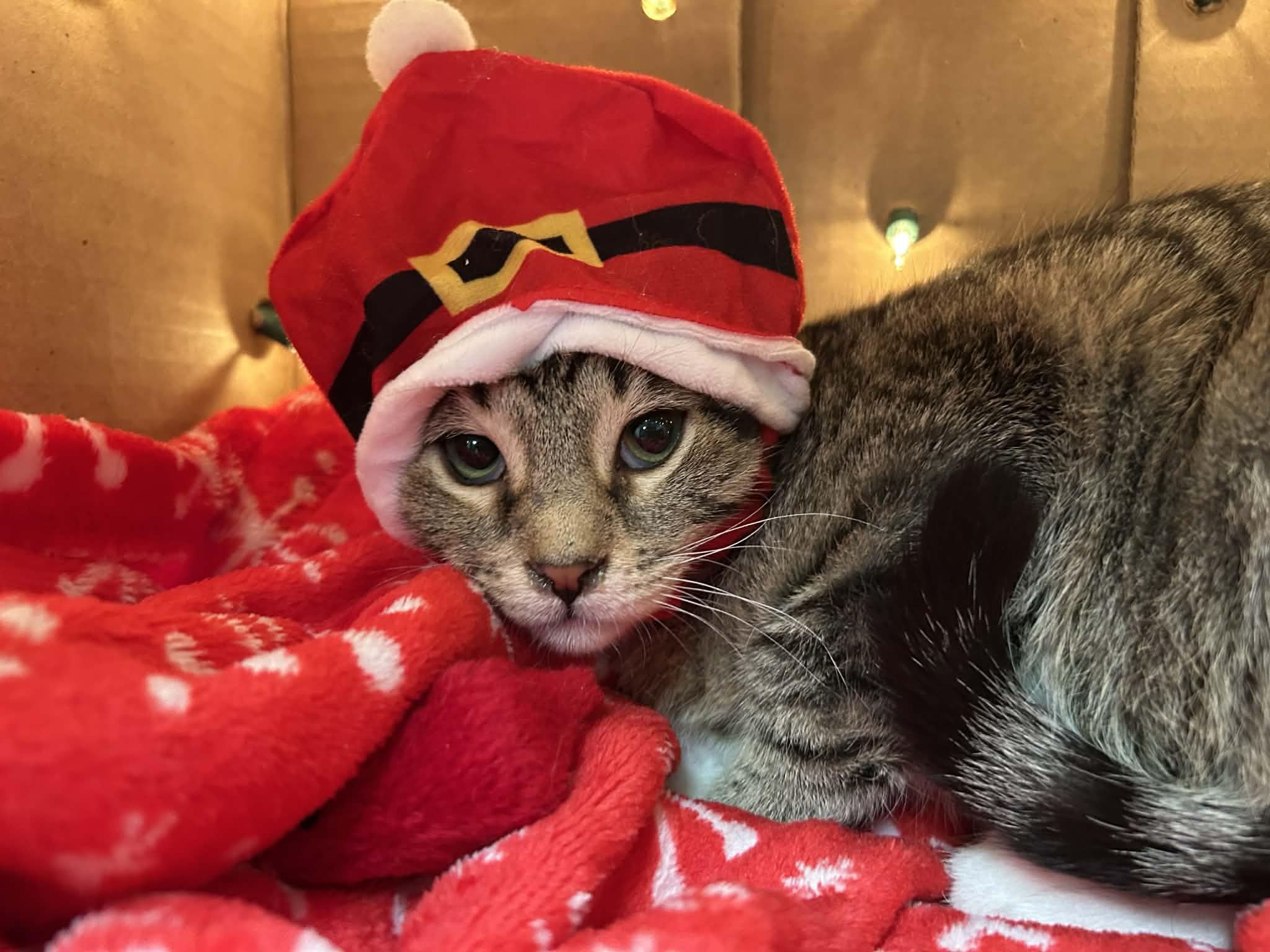 Enlarge Thyme - playful and sweet, a Adoptable Domestic Short Hair in Hales Corners, WI image 3/5