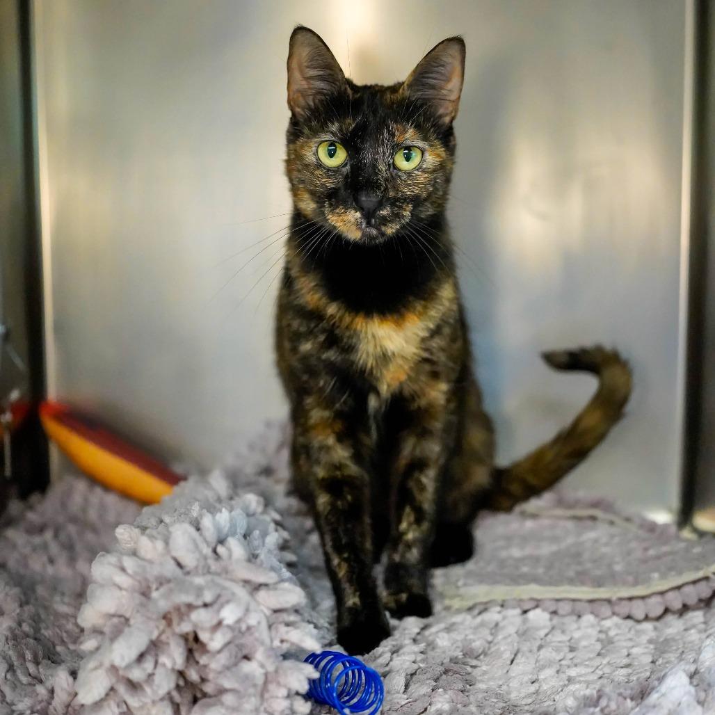 Enlarge Rita, a Adoptable Domestic Short Hair in Thomaston, ME image 1/2