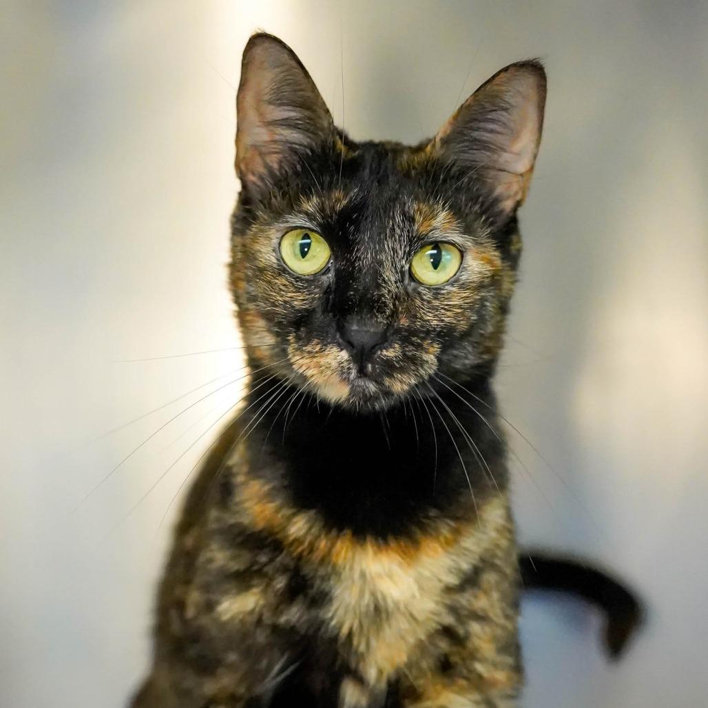 Enlarge Rita, a Adoptable Domestic Short Hair in Thomaston, ME image 2/2
