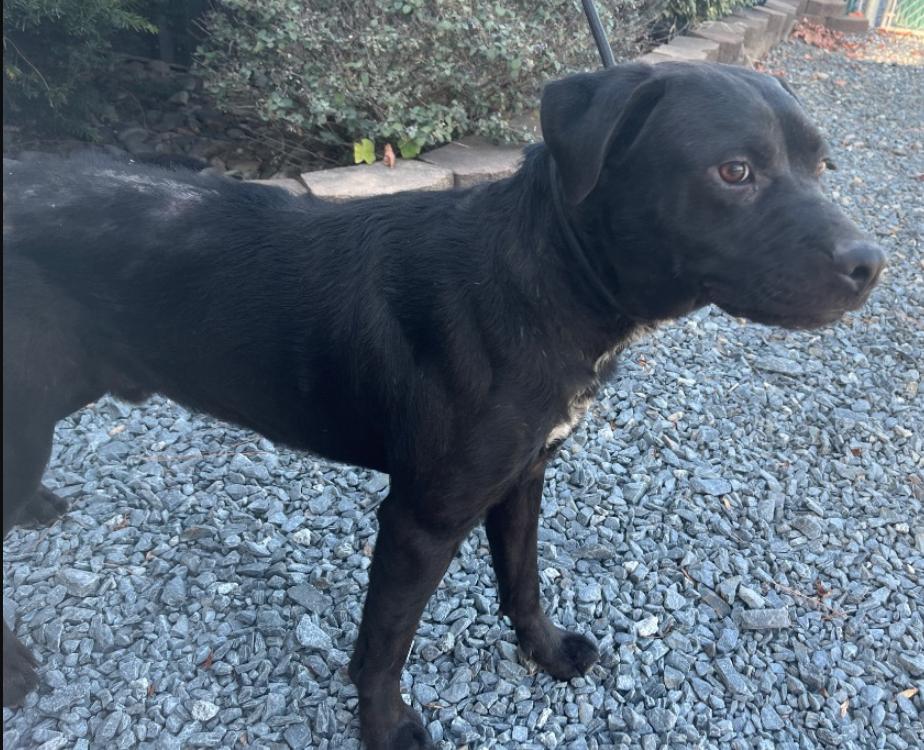 Enlarge Snoop, an adopted Black Labrador Retriever in Roanoke, VA image 1/2