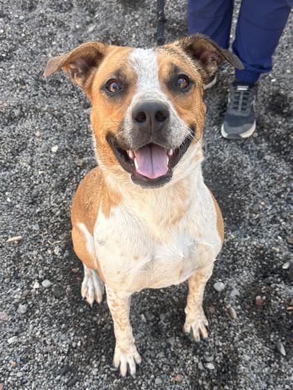 Enlarge Gianna, a Adoptable mixed breed in Redmond, OR image 1/1