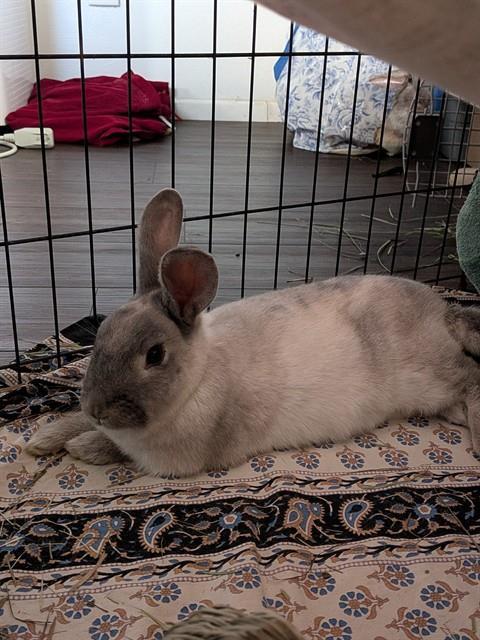 DAWN, Adoptable, Young Female Bunny Rabbit.