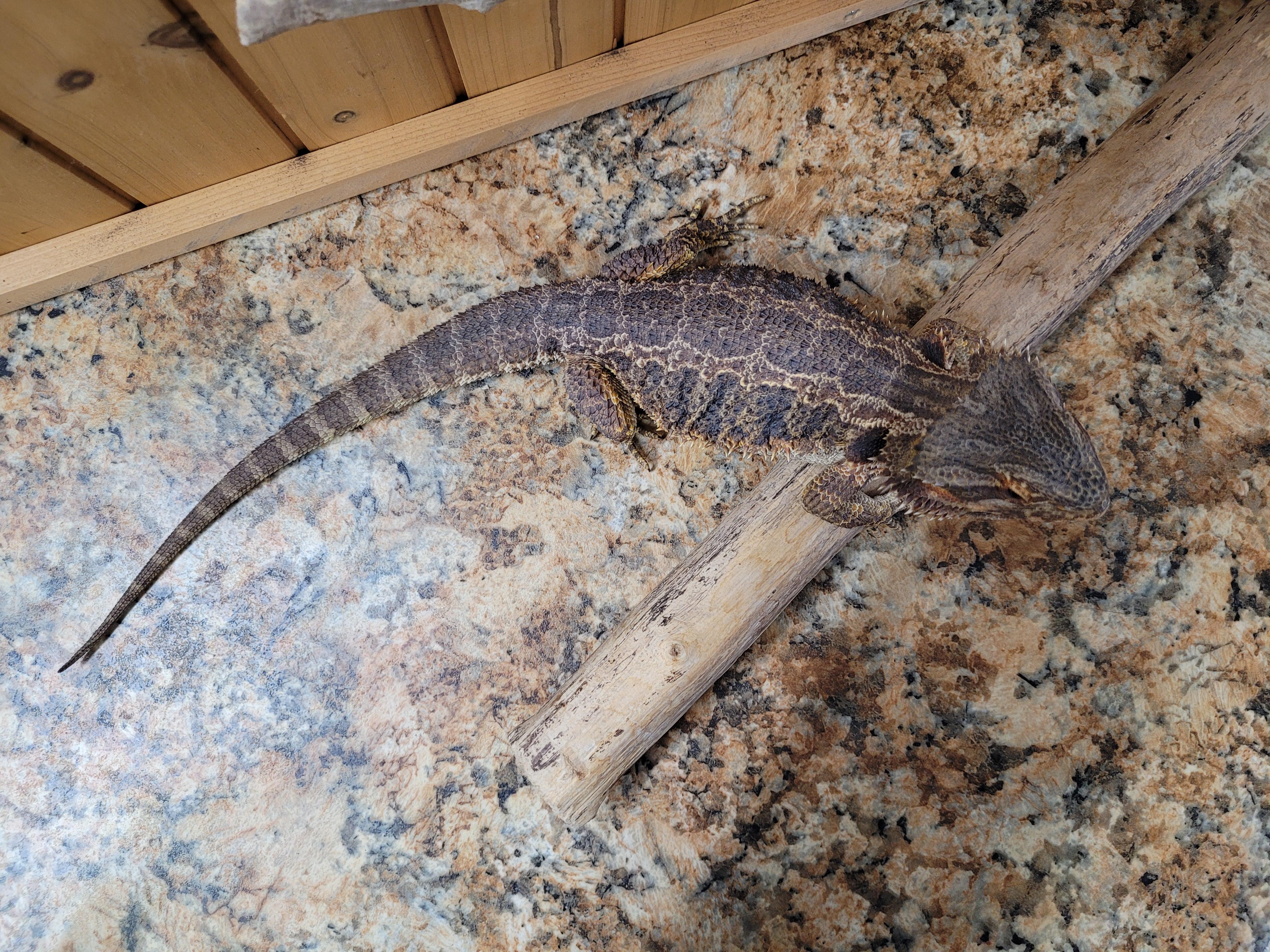 Carlee, Adopted, Adult Female Bearded Dragon.