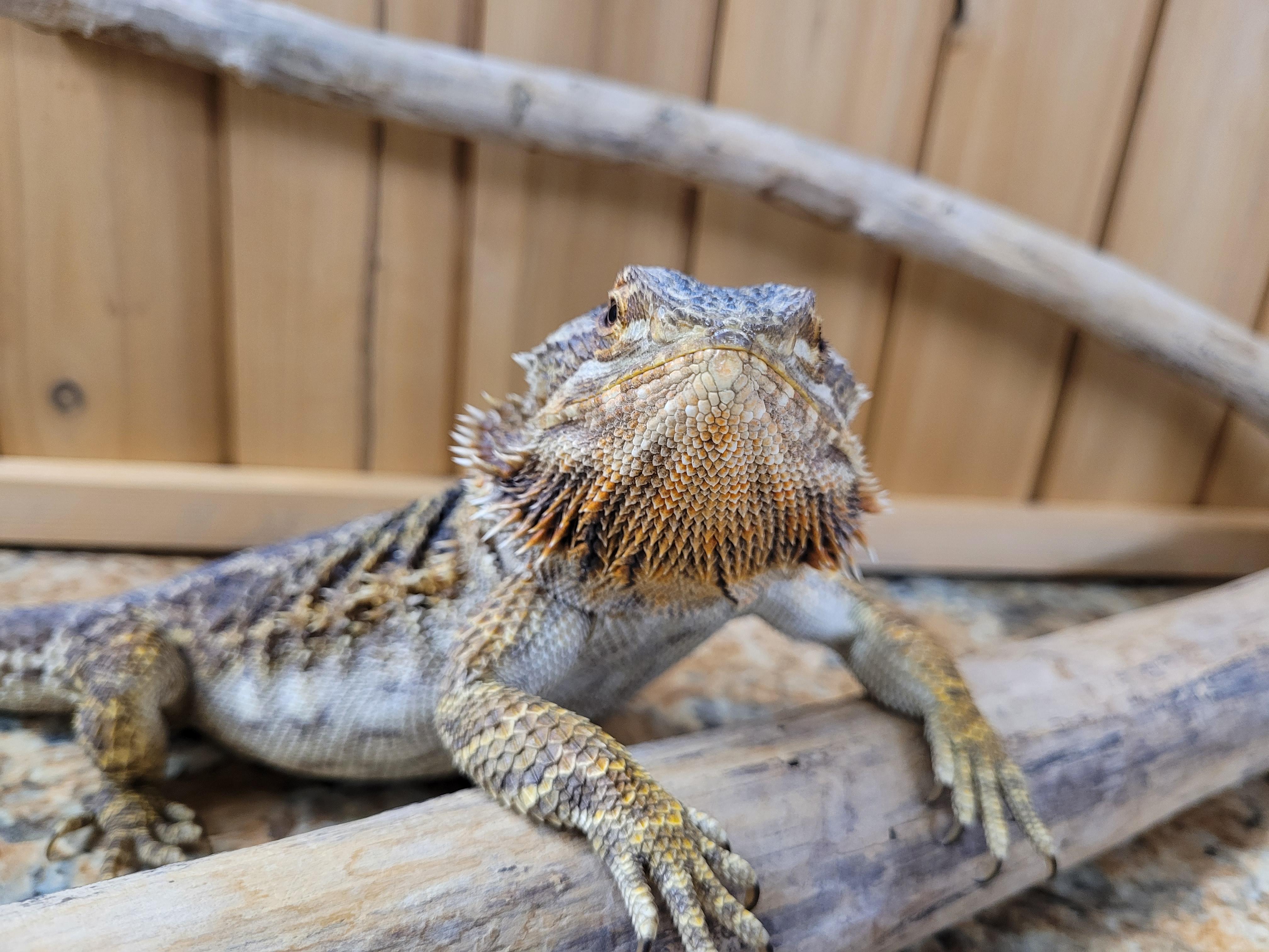 Enlarge Carlee, a Adopted Bearded Dragon in Sheboygan Falls, WI image 2/5