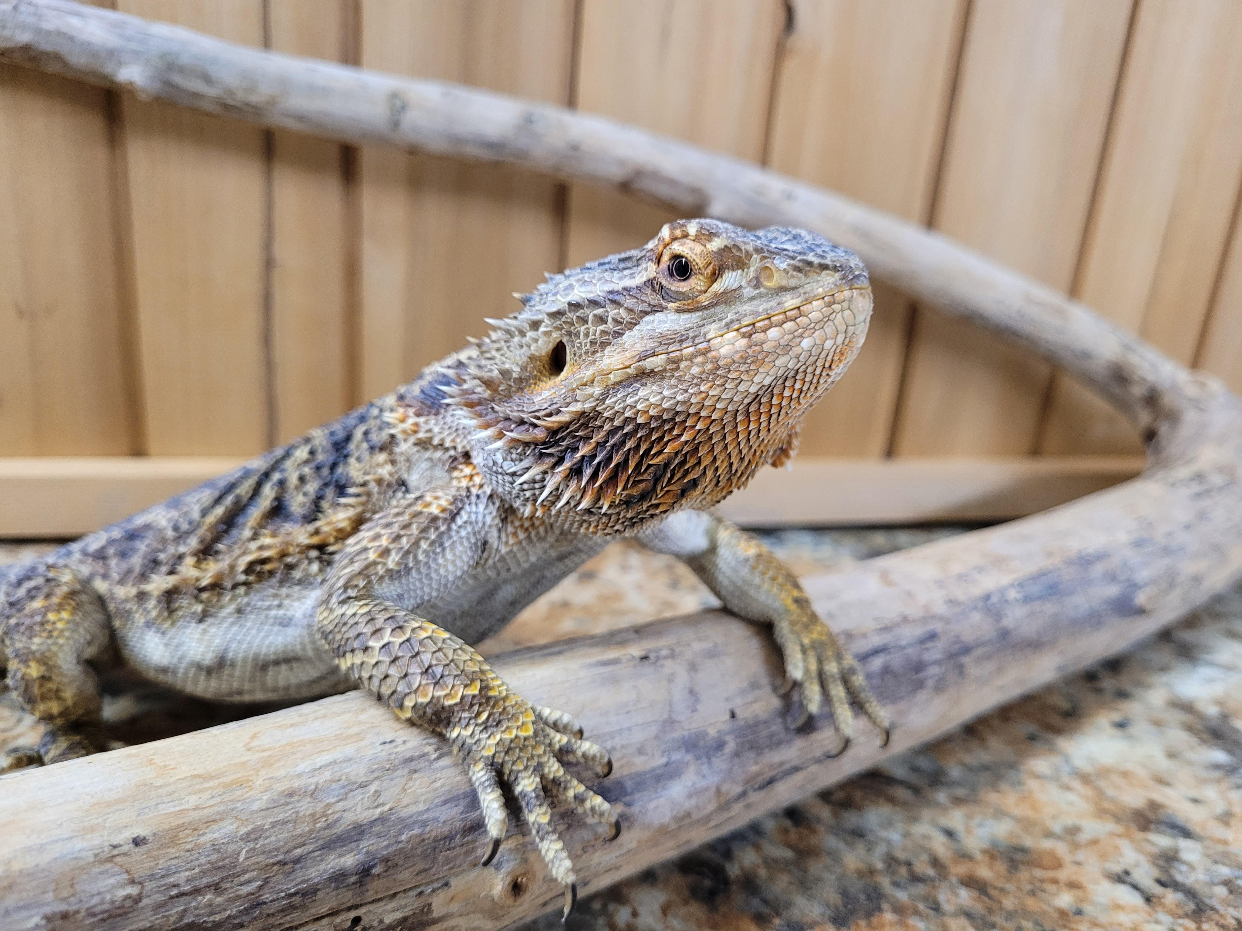 Enlarge Carlee, a Adopted Bearded Dragon in Sheboygan Falls, WI image 3/5