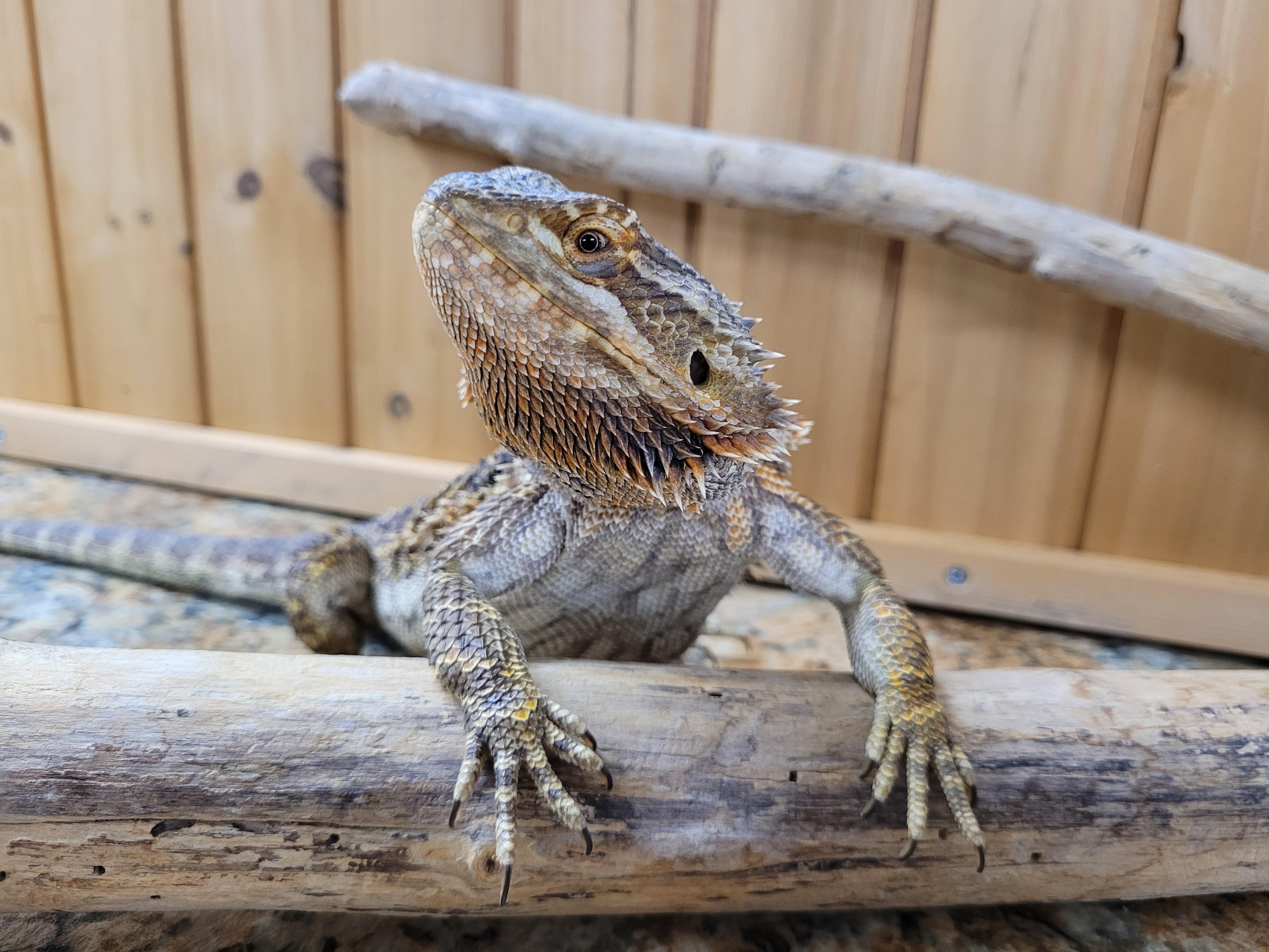 Enlarge Carlee, a Adopted Bearded Dragon in Sheboygan Falls, WI image 4/5