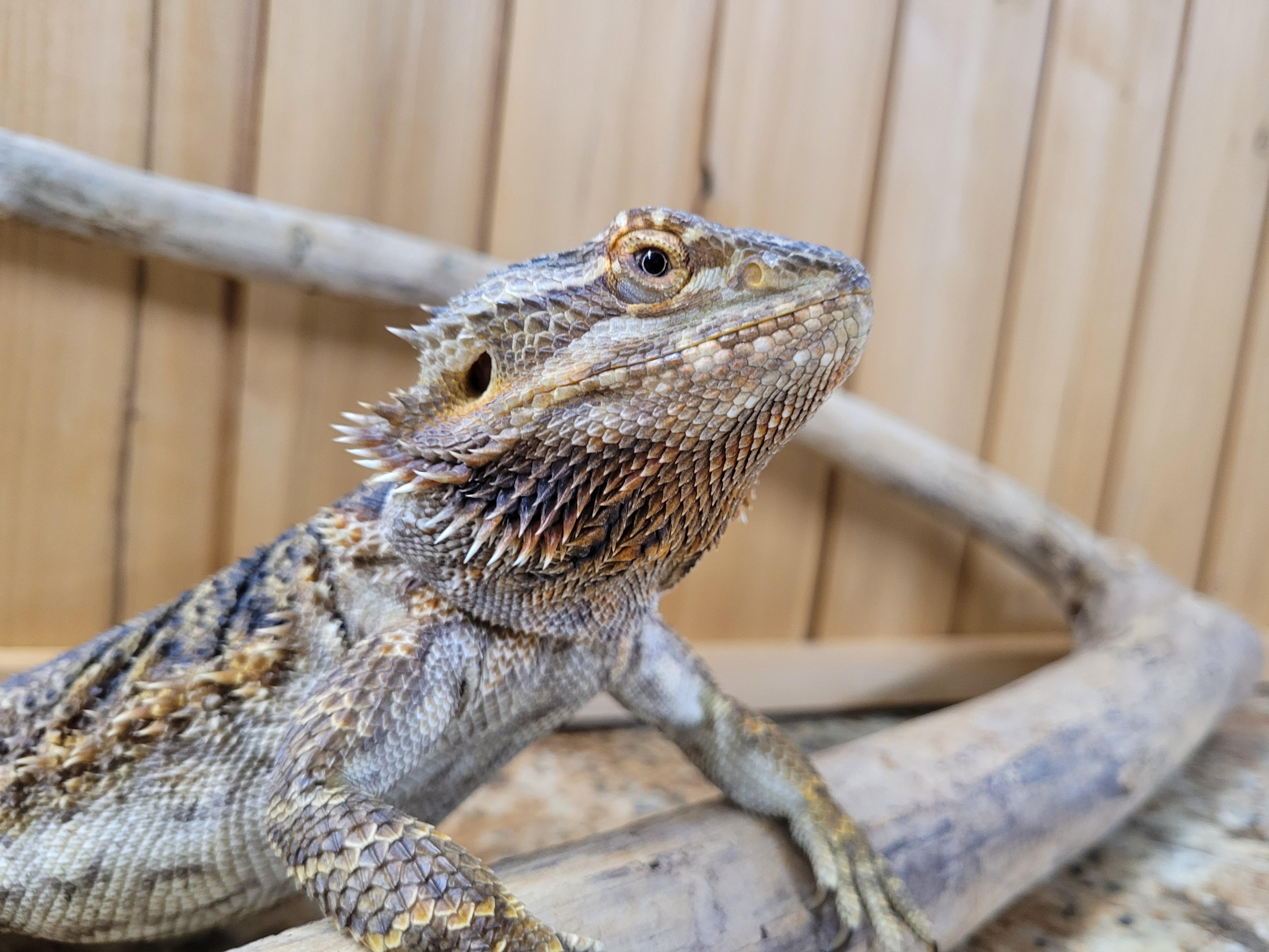 Enlarge Carlee, a Adopted Bearded Dragon in Sheboygan Falls, WI image 5/5