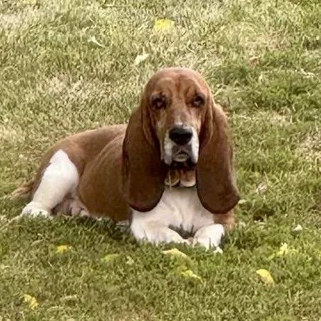 Zinnia, a Adoptable Basset Hound in St. Paul, MN image 2/5