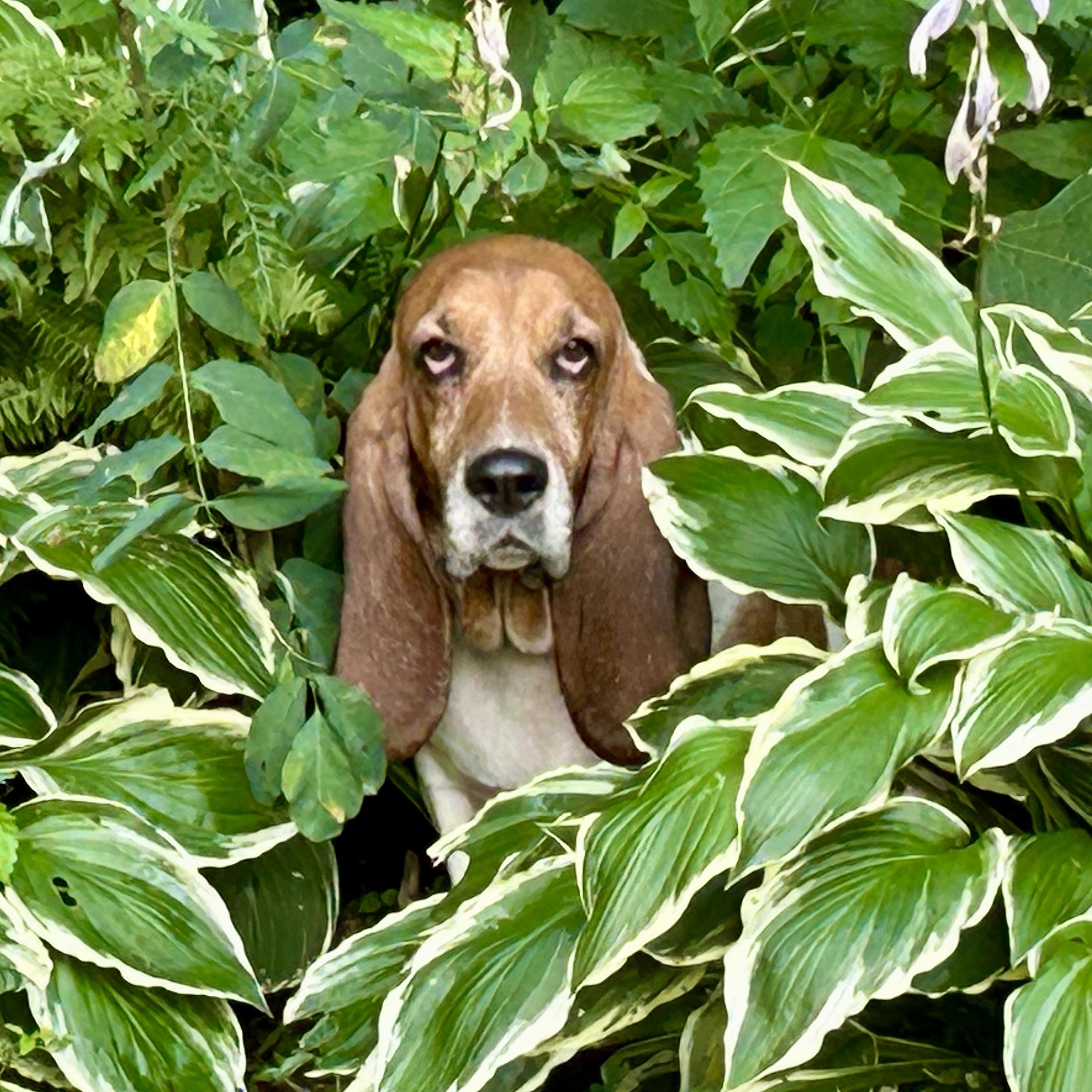 Zinnia, a Adoptable Basset Hound in St. Paul, MN image 4/5