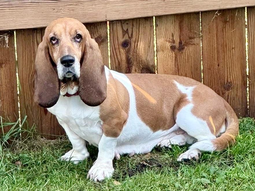 Zinnia, a Adoptable Basset Hound in St. Paul, MN image 1/5