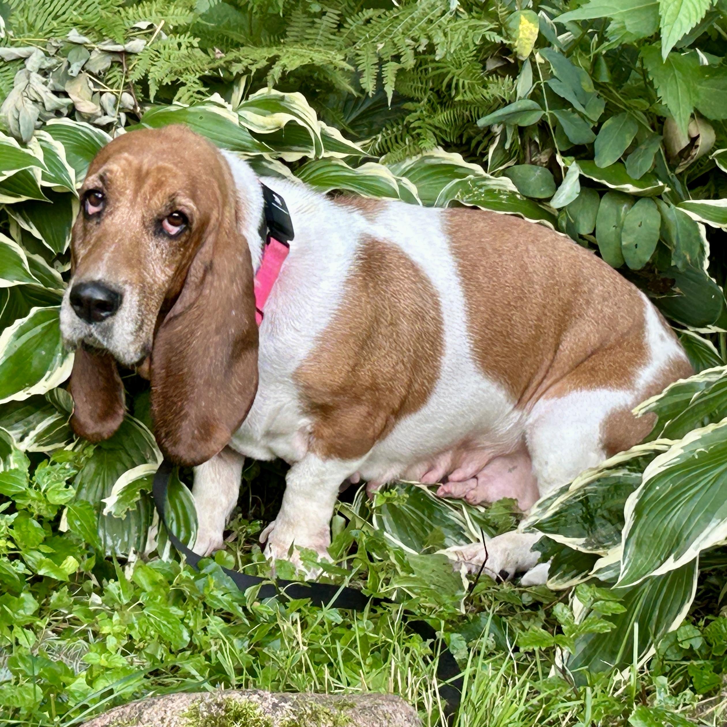 Zinnia, a Adoptable Basset Hound in St. Paul, MN image 5/5