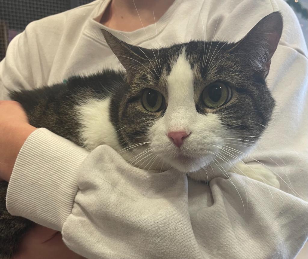 Misty, Adoptable, Young Female Domestic Short Hair.