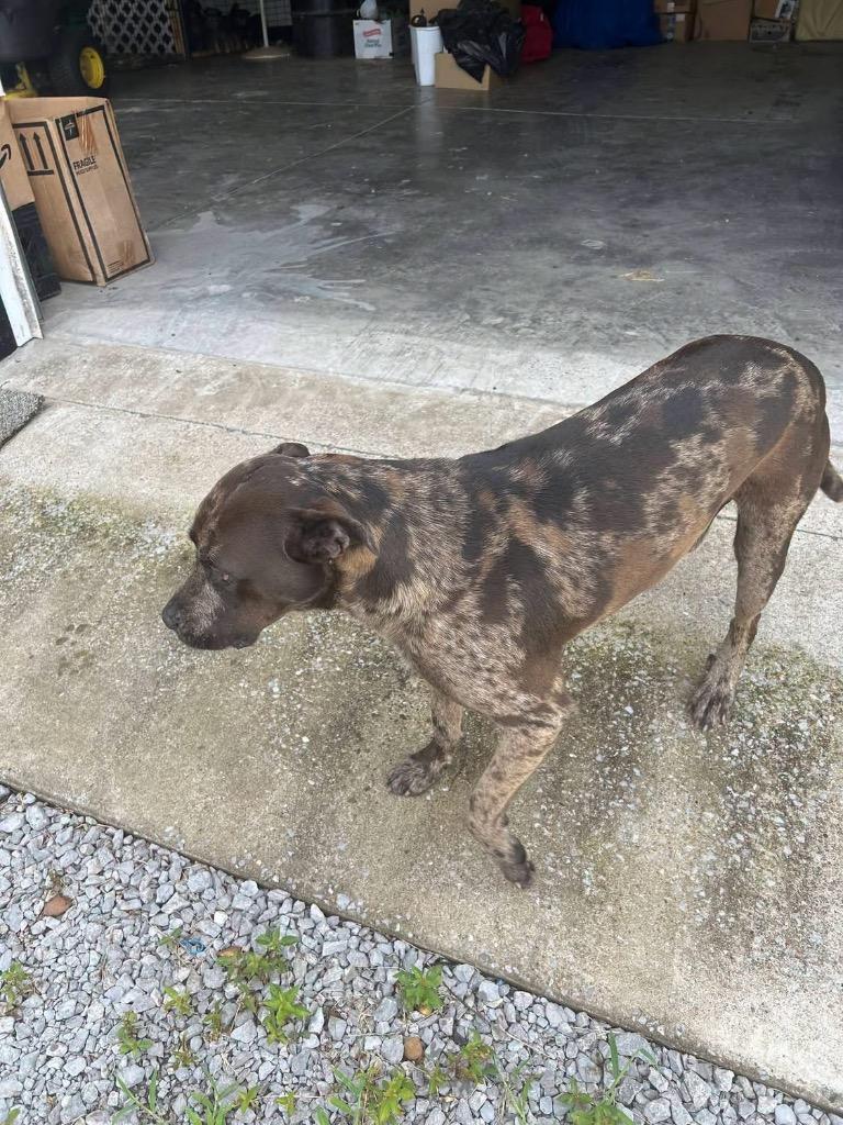 Benny, Adoptable, Young Male Mixed Breed.