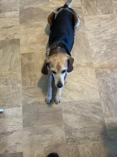 Dora, Adopted, Senior Female Beagle.