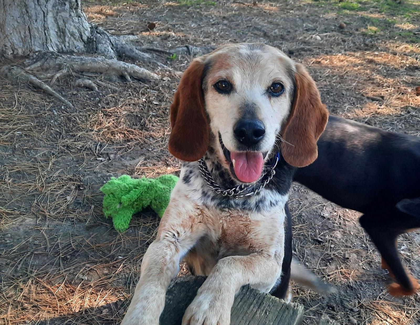 Enlarge Dora, a Adopted Beagle in Etobicoke, ON image 2/3