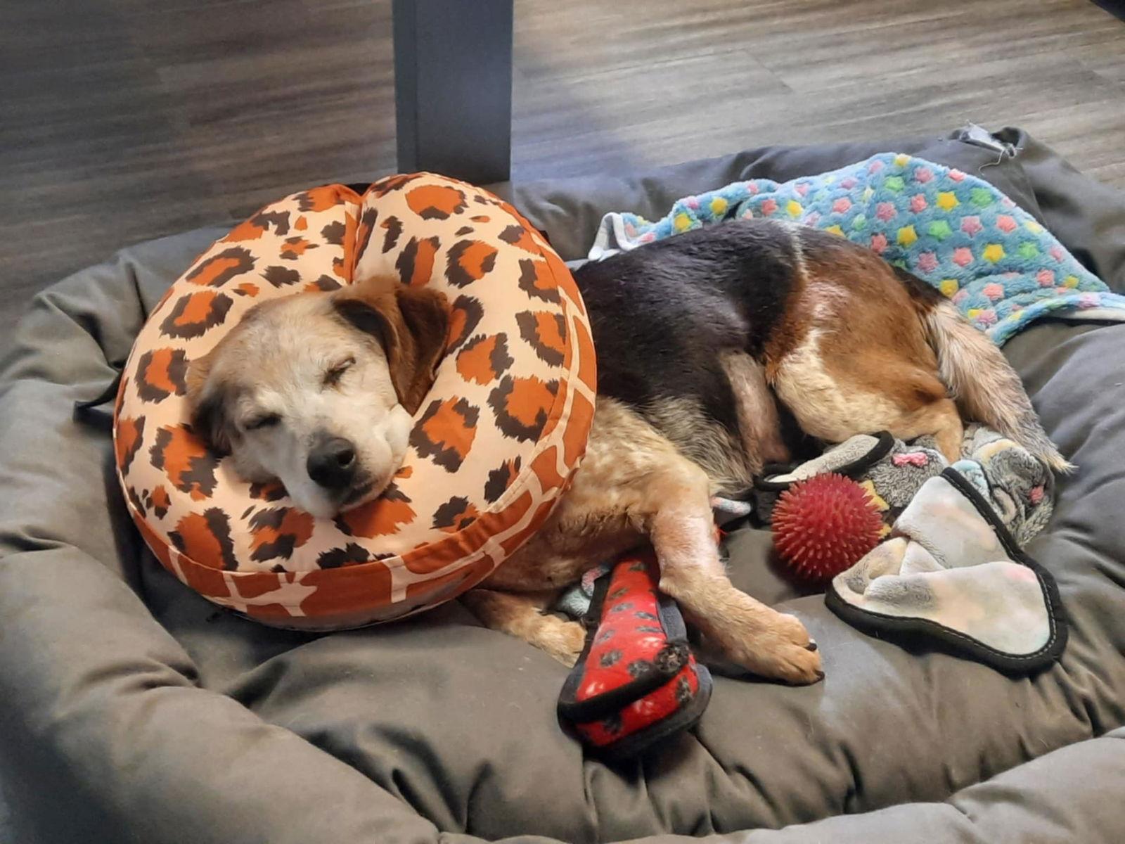 Enlarge Dora, a Adopted Beagle in Etobicoke, ON image 3/3