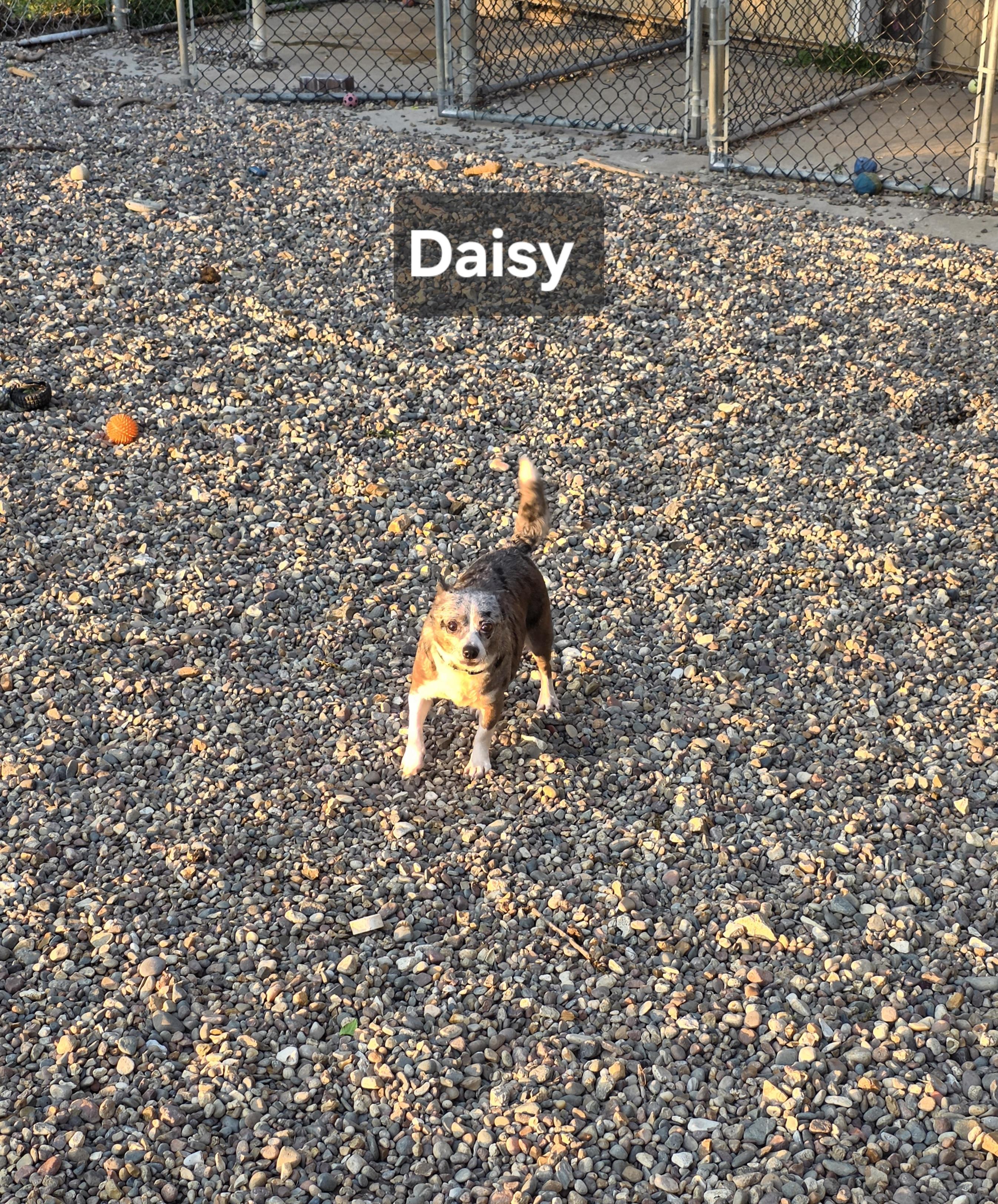 Enlarge Daisy, an adopted Chihuahua in Wever, IA image 4/6
