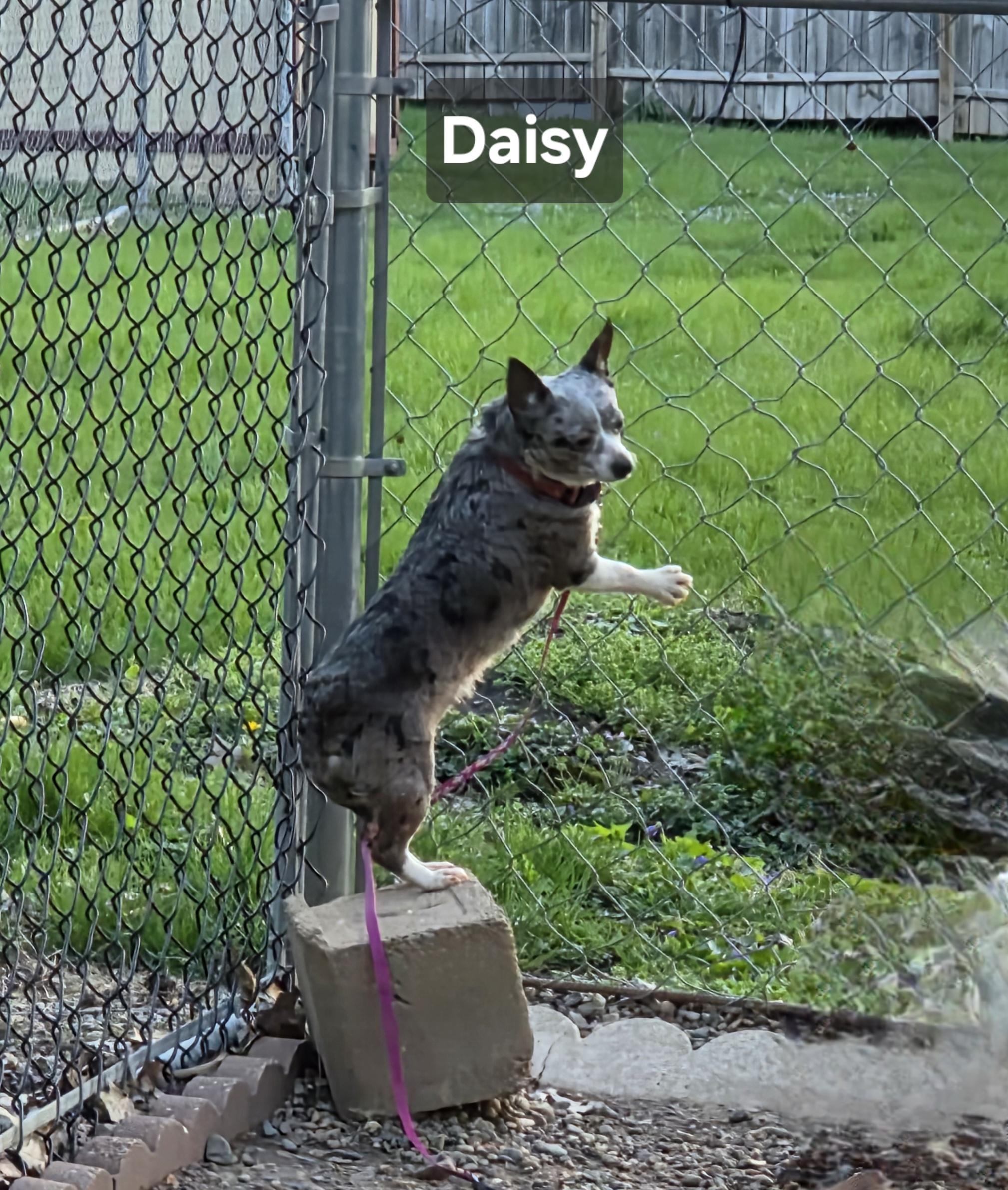 Enlarge Daisy, an adopted Chihuahua in Wever, IA image 3/6