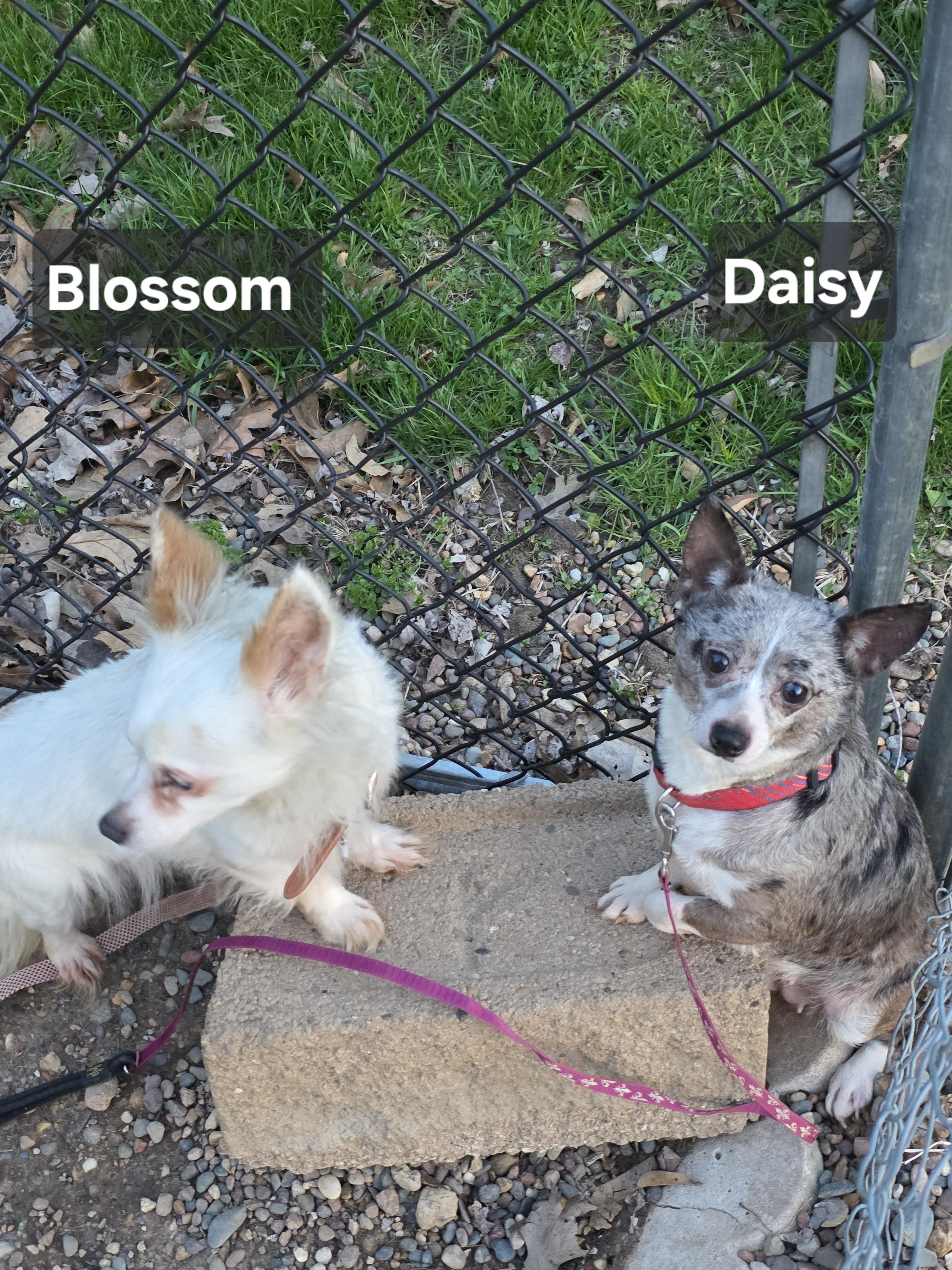Enlarge Daisy, an adopted Chihuahua in Wever, IA image 2/6