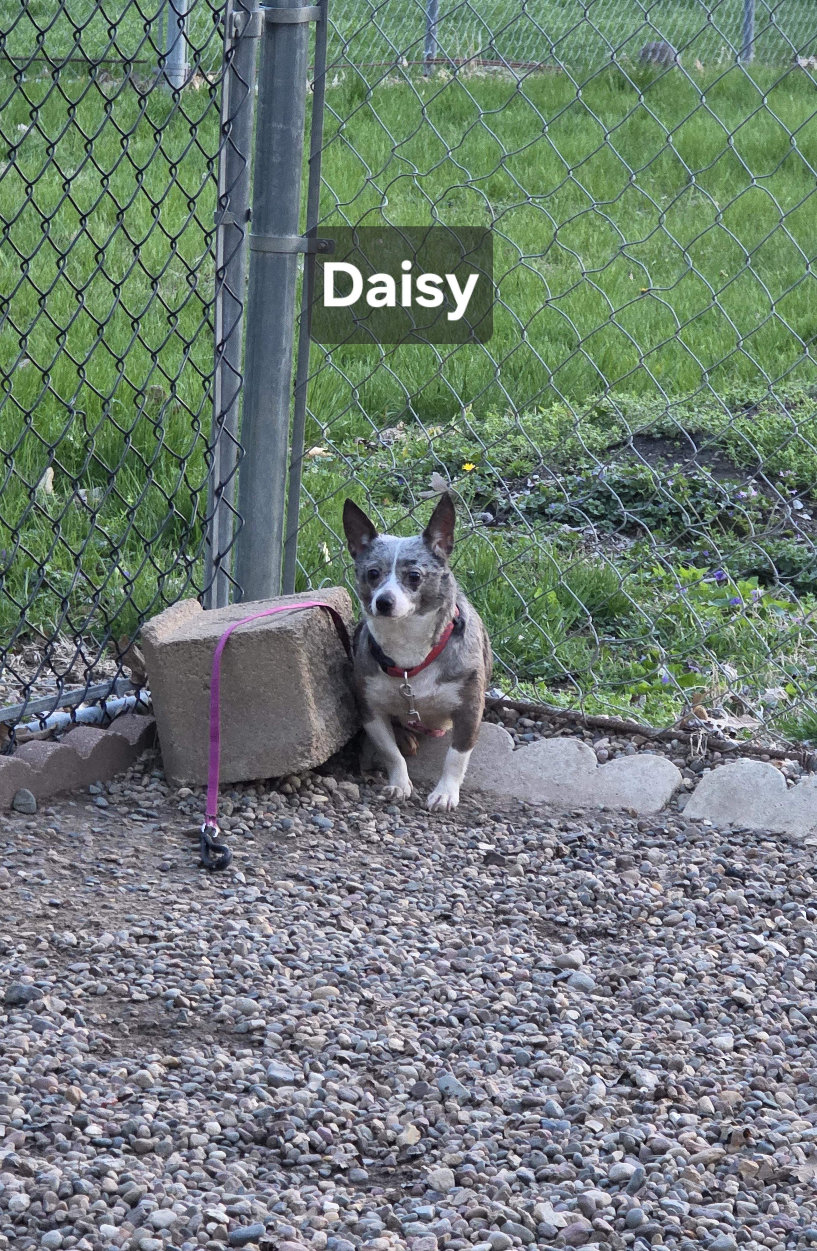 Enlarge Daisy, an adopted Chihuahua in Wever, IA image 6/6