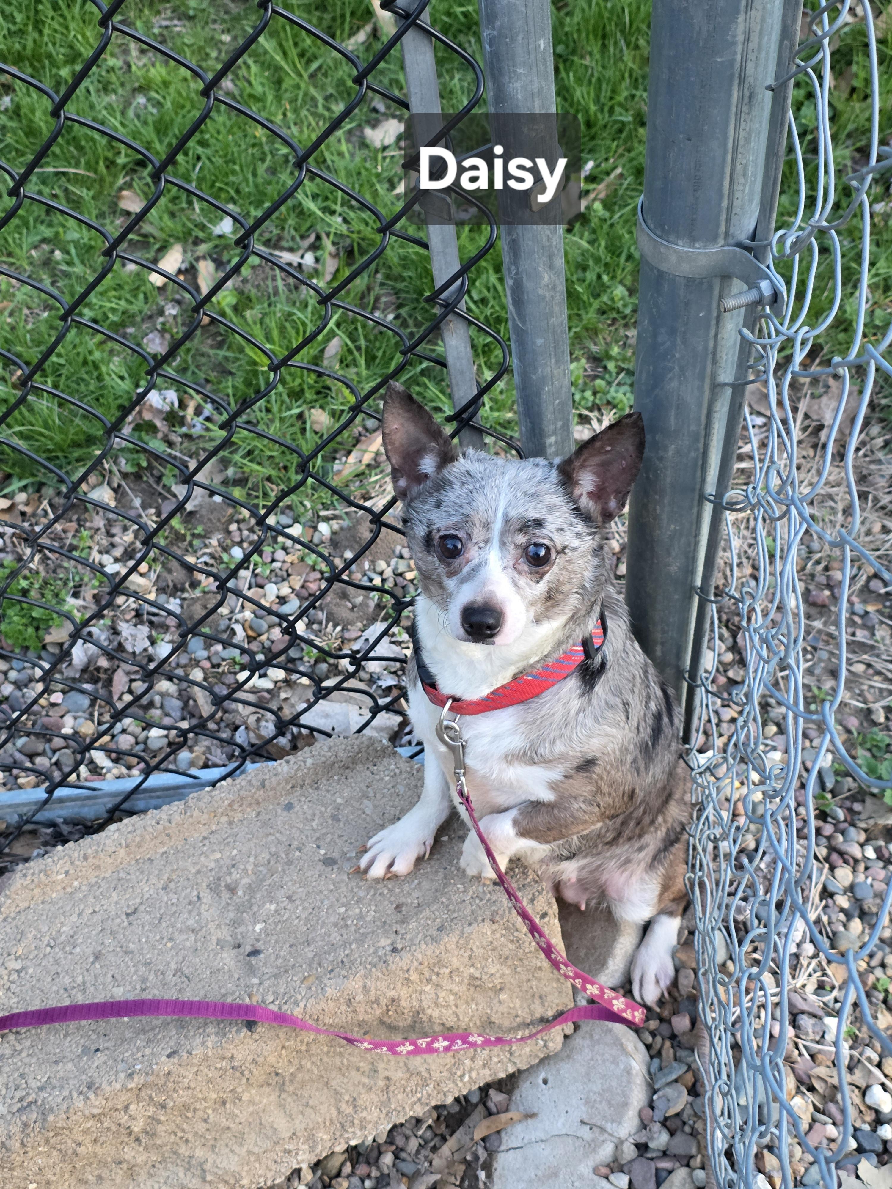 Daisy, adopted, Adult Female Chihuahua.