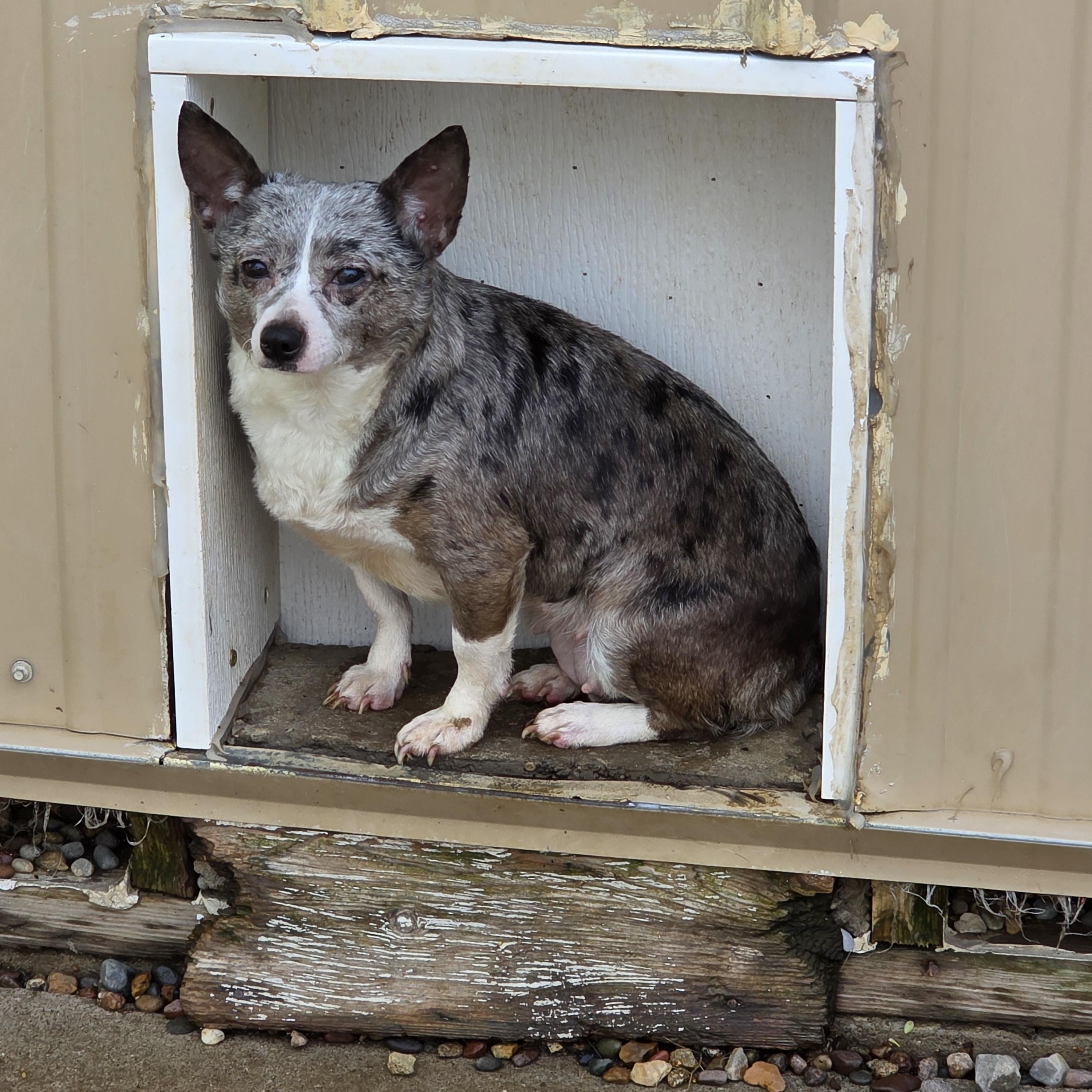 Enlarge Daisy, an adopted Chihuahua in Wever, IA image 5/6