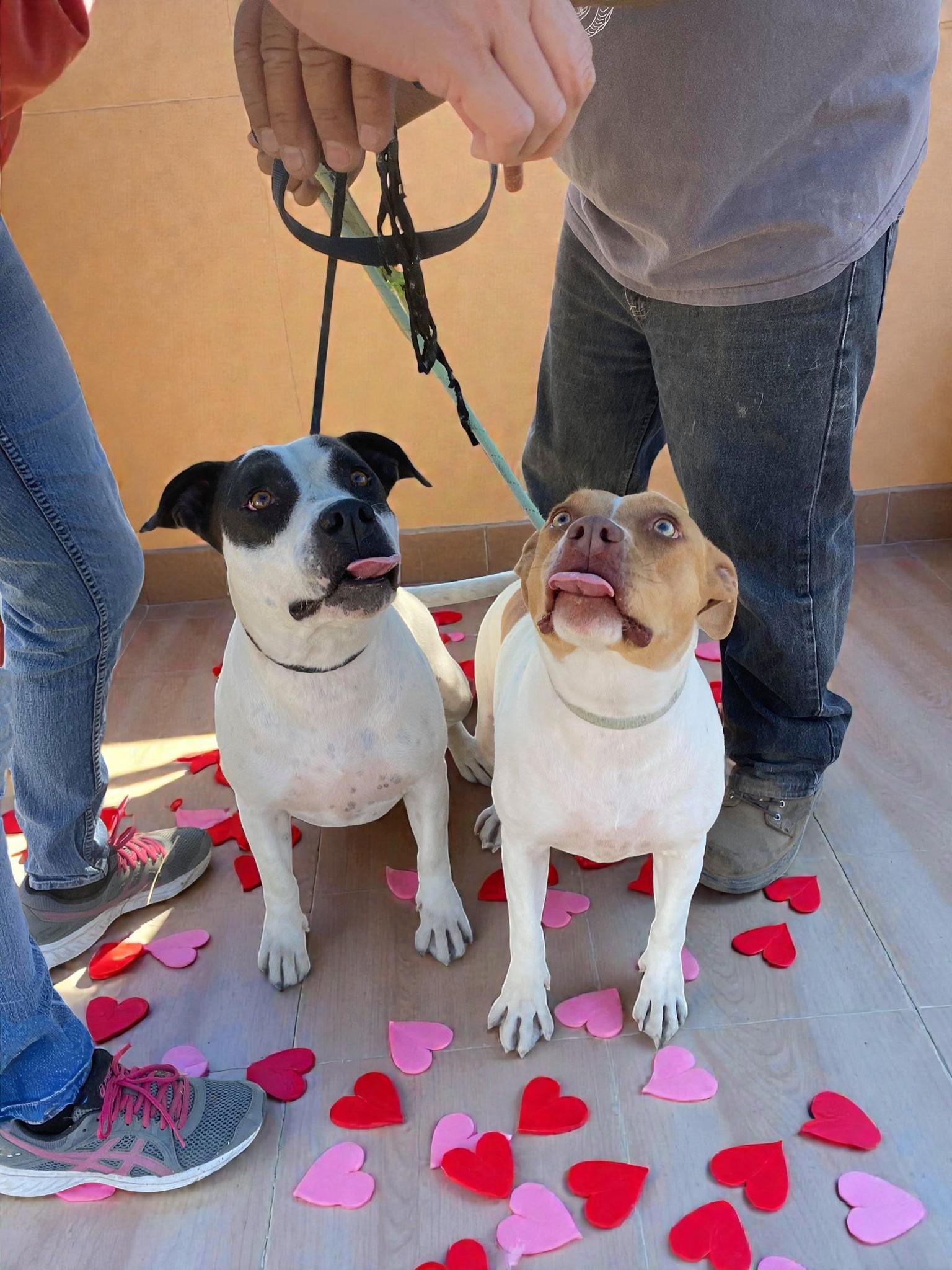 Sandy , a ADOPTABLE mixed breed in Carson, WA image 3/6
