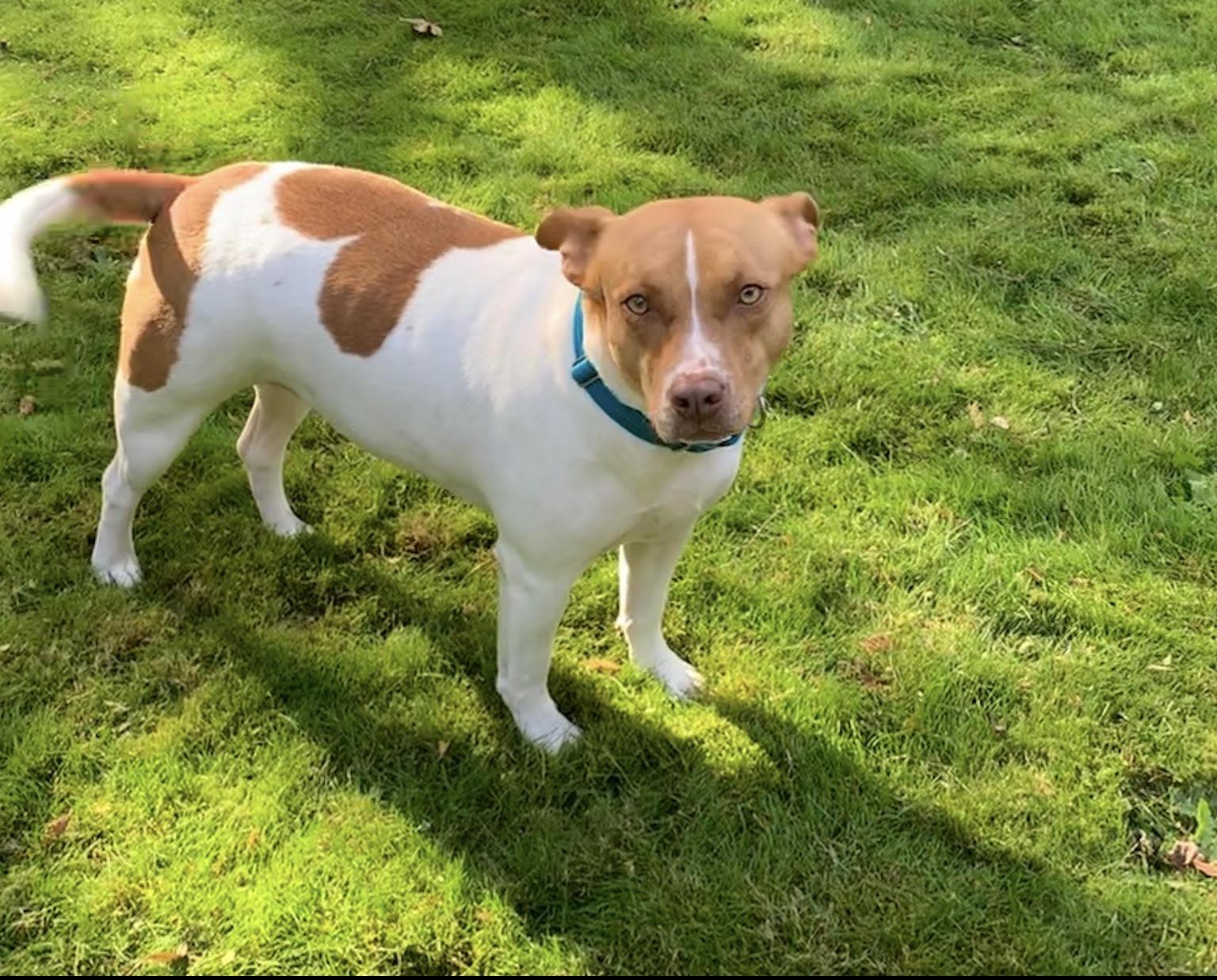Sandy , ADOPTABLE, Adult Female Pit Bull Terrier & American Bully.