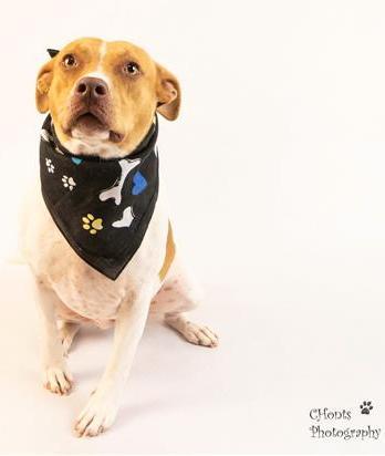 Sandy , a ADOPTABLE mixed breed in Carson, WA image 5/6
