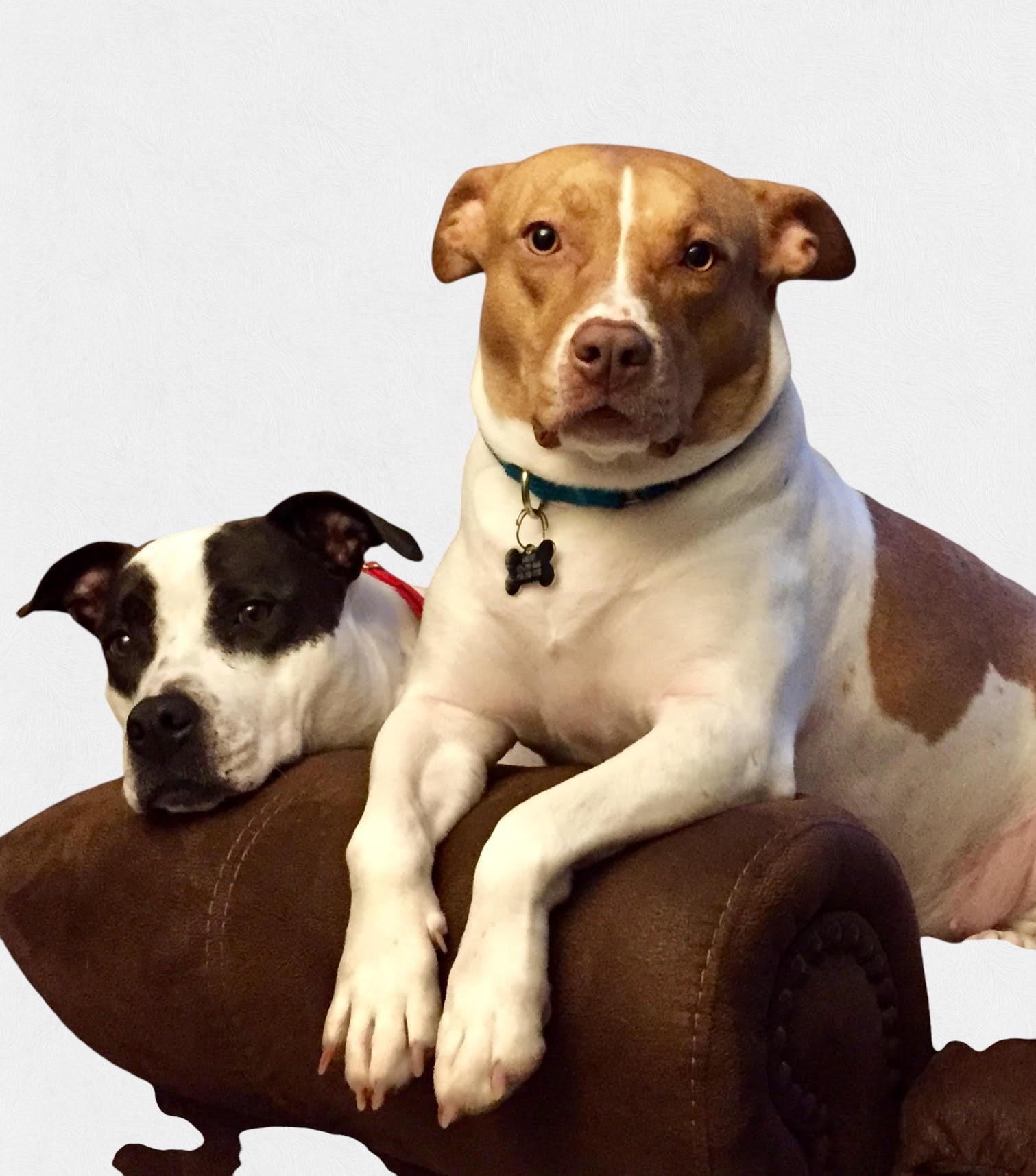 Sandy , a ADOPTABLE mixed breed in Carson, WA image 4/6