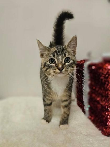 Lily, Adoptable, Kitten Female Domestic Short Hair & Domestic Short Hair.