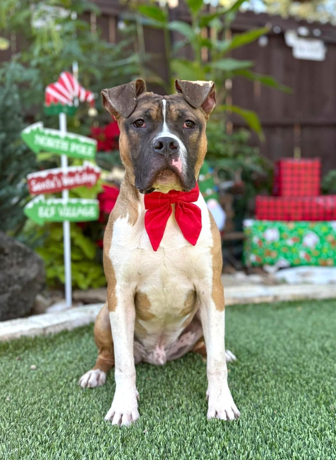 Enlarge Tank, a ADOPTABLE mixed breed in Southport, CT image 2/5