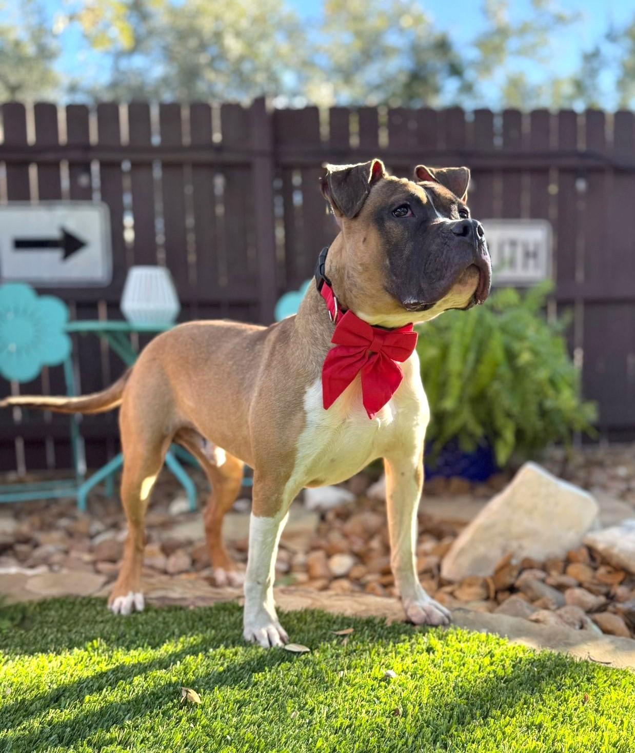 Enlarge Tank, a ADOPTABLE mixed breed in Southport, CT image 3/5