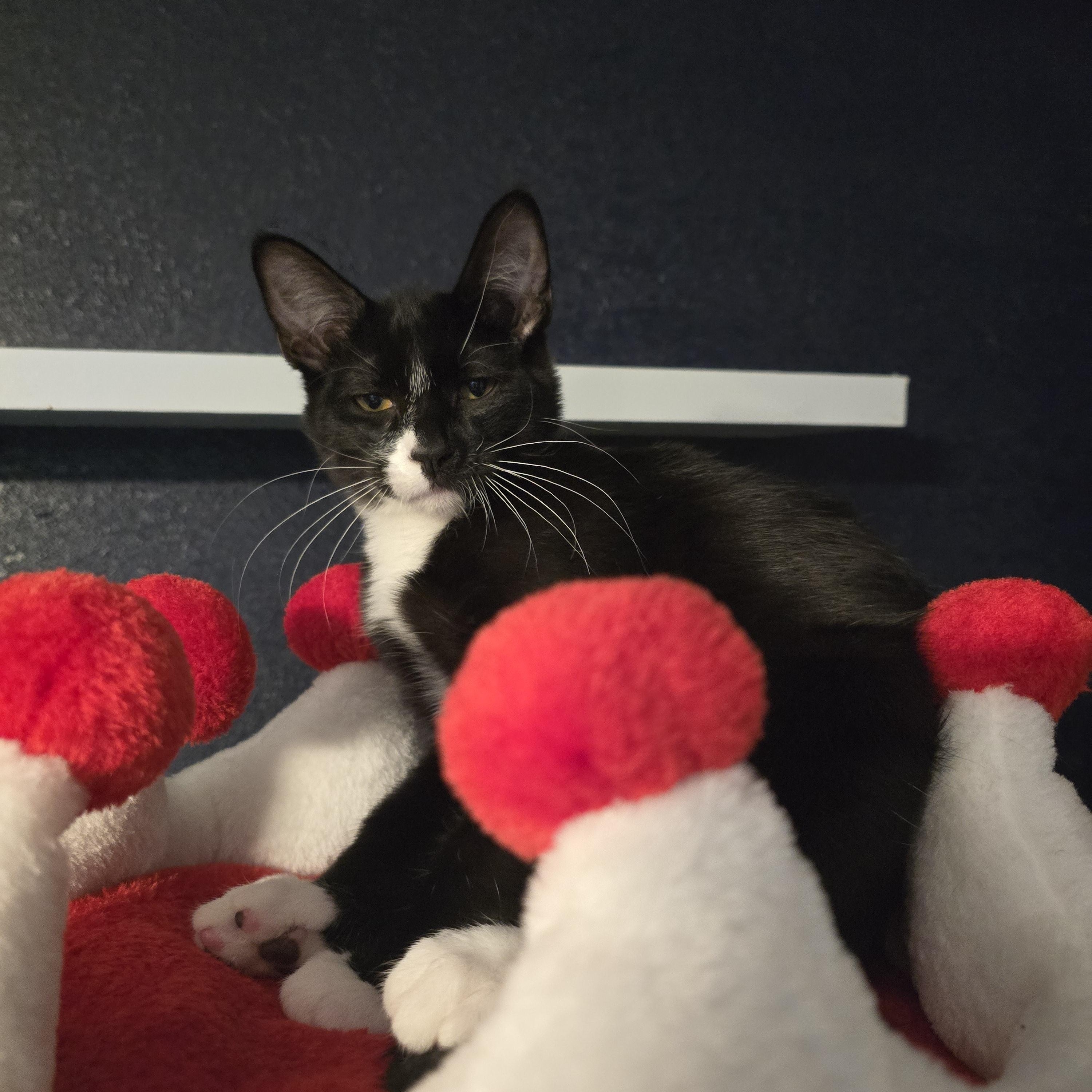 Enlarge Jailbird Jay, an adoptable Domestic Medium Hair in Lacey, WA image 2/3