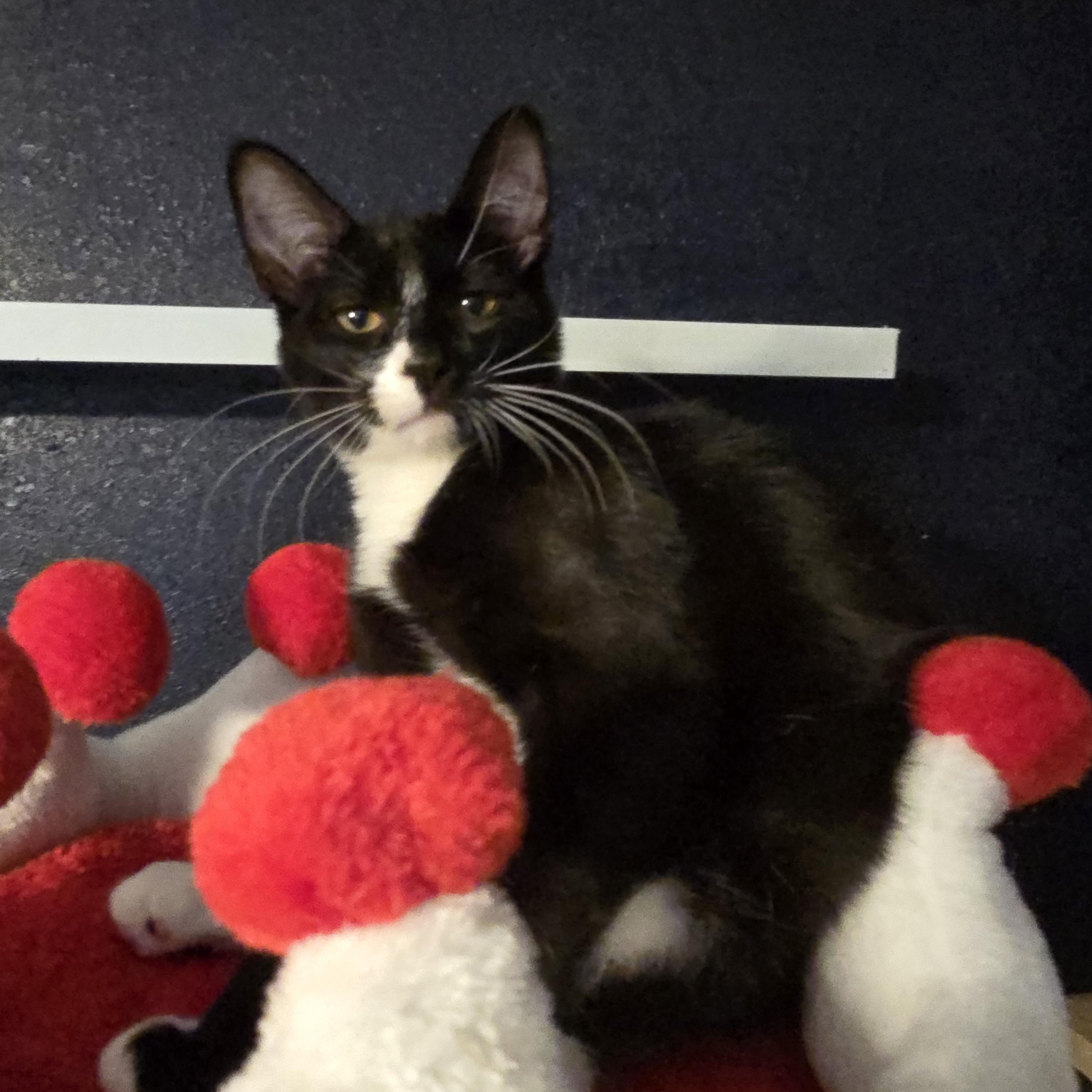 Enlarge Jailbird Jay, an adoptable Domestic Medium Hair in Lacey, WA image 1/3